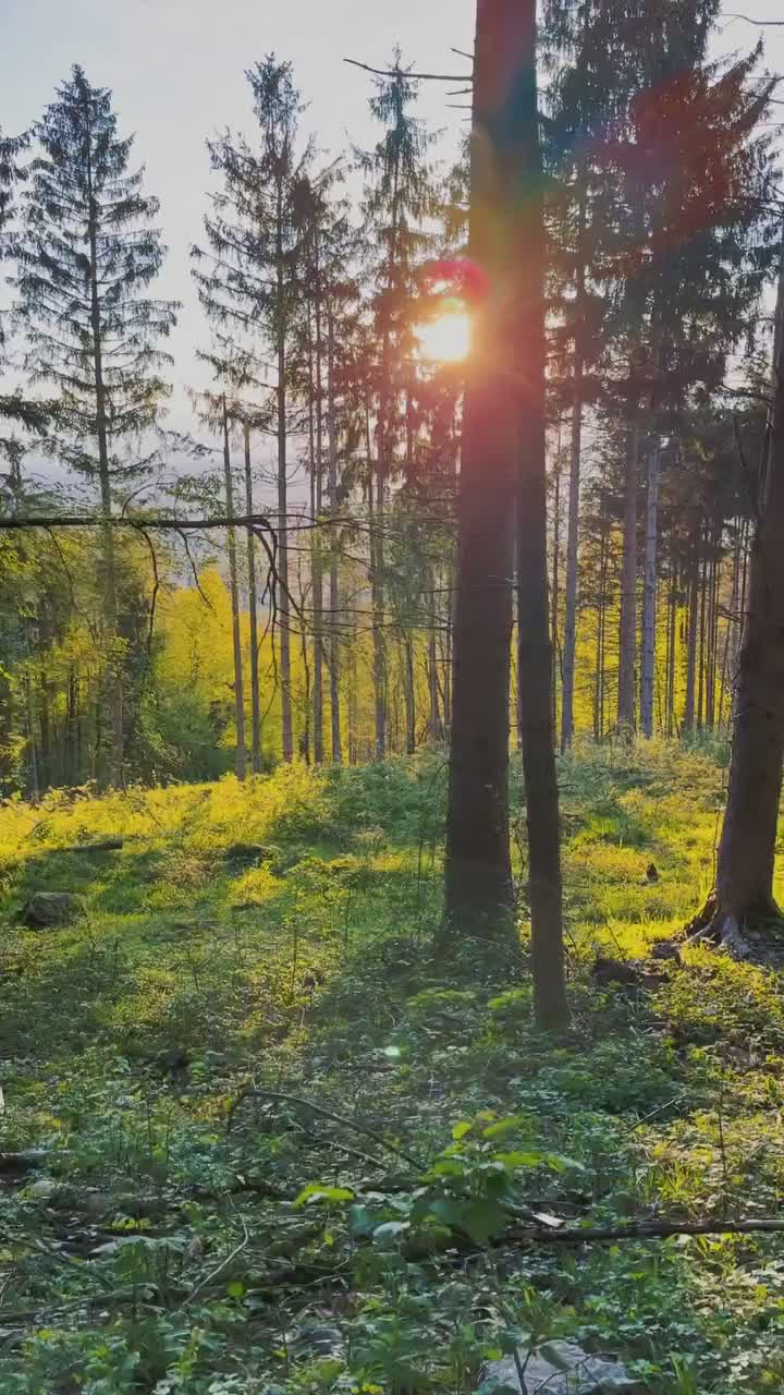 Trees are green, flowers are yellow and spring is beautiful 
.
.
.
.
.
#svana 
#SlikajZmano
#ifeelslovenia
#loveslovenia
#lepoteslovenije
#exploringslovenia
#slovenia_ig
#sloveniainphotos
#sloveniatravel
#slovenija
#visitslovenia
#nasvetzaizlet
#vsezarazgled
#kampadanes
#gremonapotep
#mojaslovenija