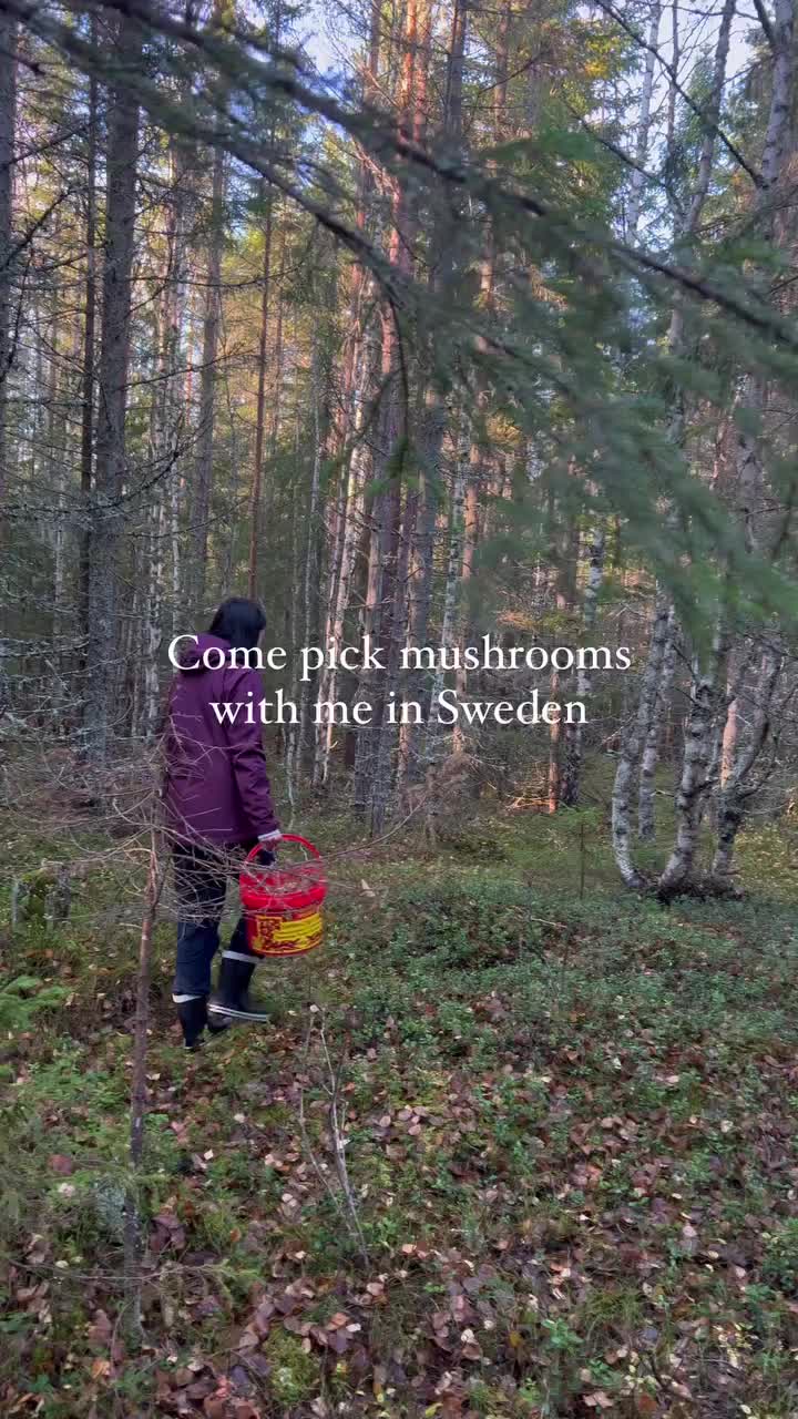 If you’re going to go mushroom picking in Sweden, go with someone who 1) knows their way around the forest because it can be easy to get lost, and 2) knows about their mushrooms. Pick the wrong one and it can take a really ugly turn if you eat it.

Otherwise, just enjoy your time away from everything and pick mushrooms in a responsible way. 🌲🍄🍂 What’s your favorite thing to do during autumn? Comment below 🐿️
.
.
.
#northernsweden #pickingmushrooms #forestbathing #visitsweden #höstfärger #plockasvamp #swedennature