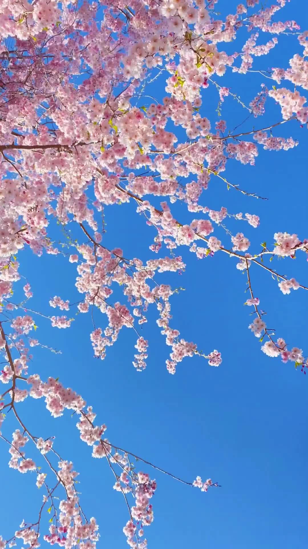 Cherry Blossom Season in Fukushima, Japan 🌸