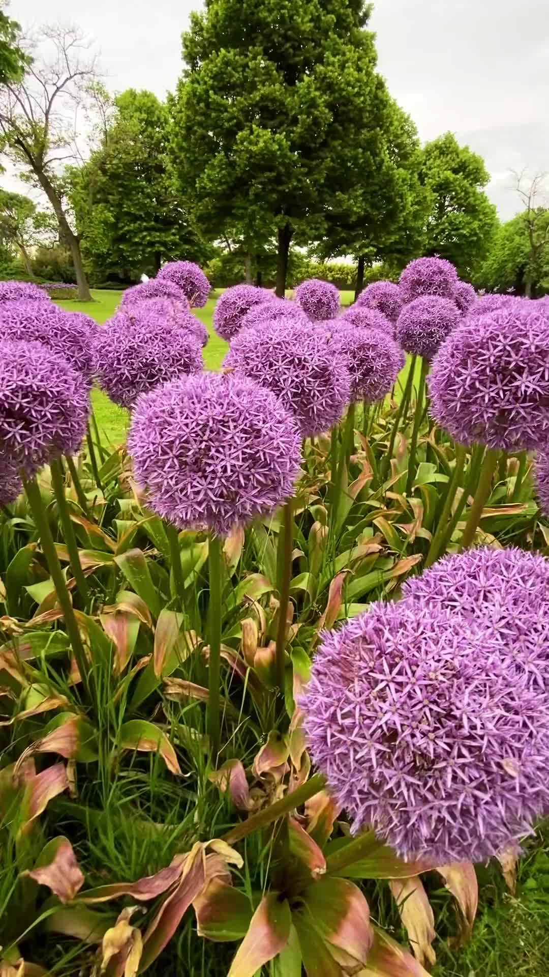 Discover the Stunning Purple Allium Giganteum at Parco Sigurtà