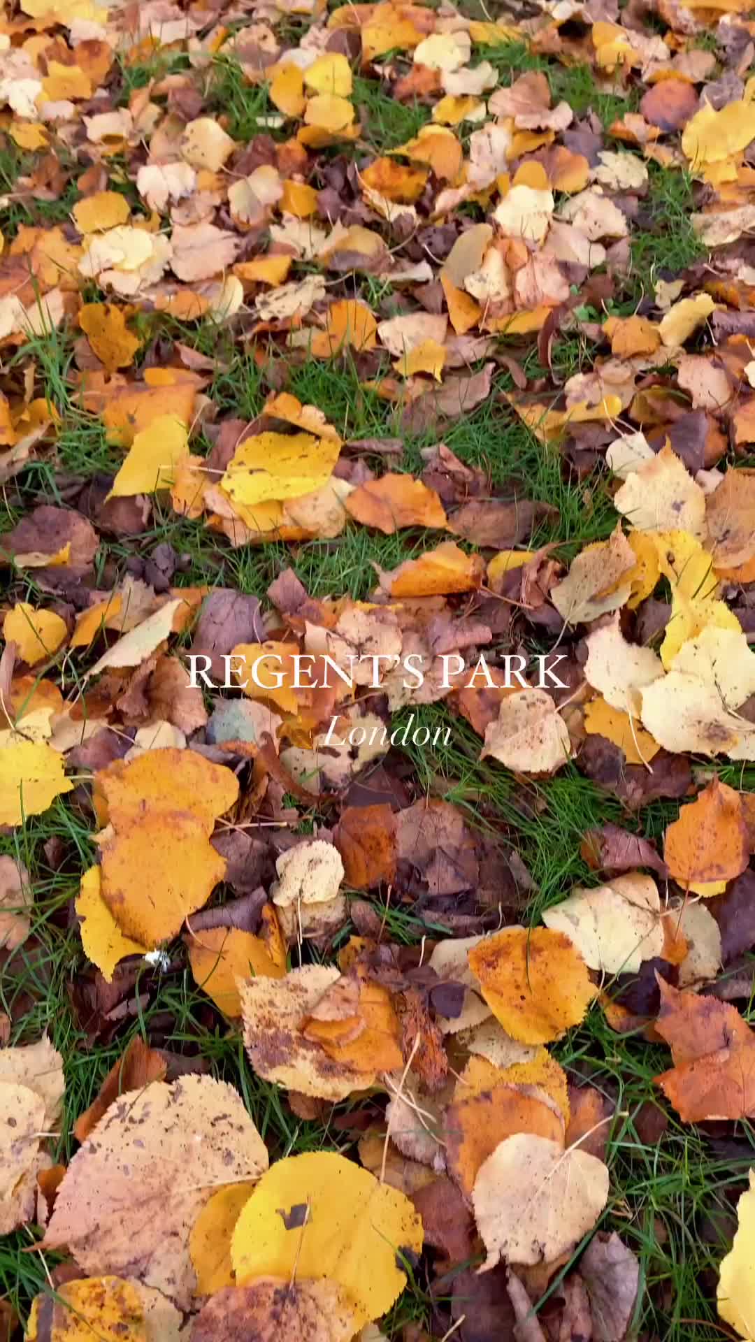 Regent's Park Autumn Beauty Unveiled 🍂🍁