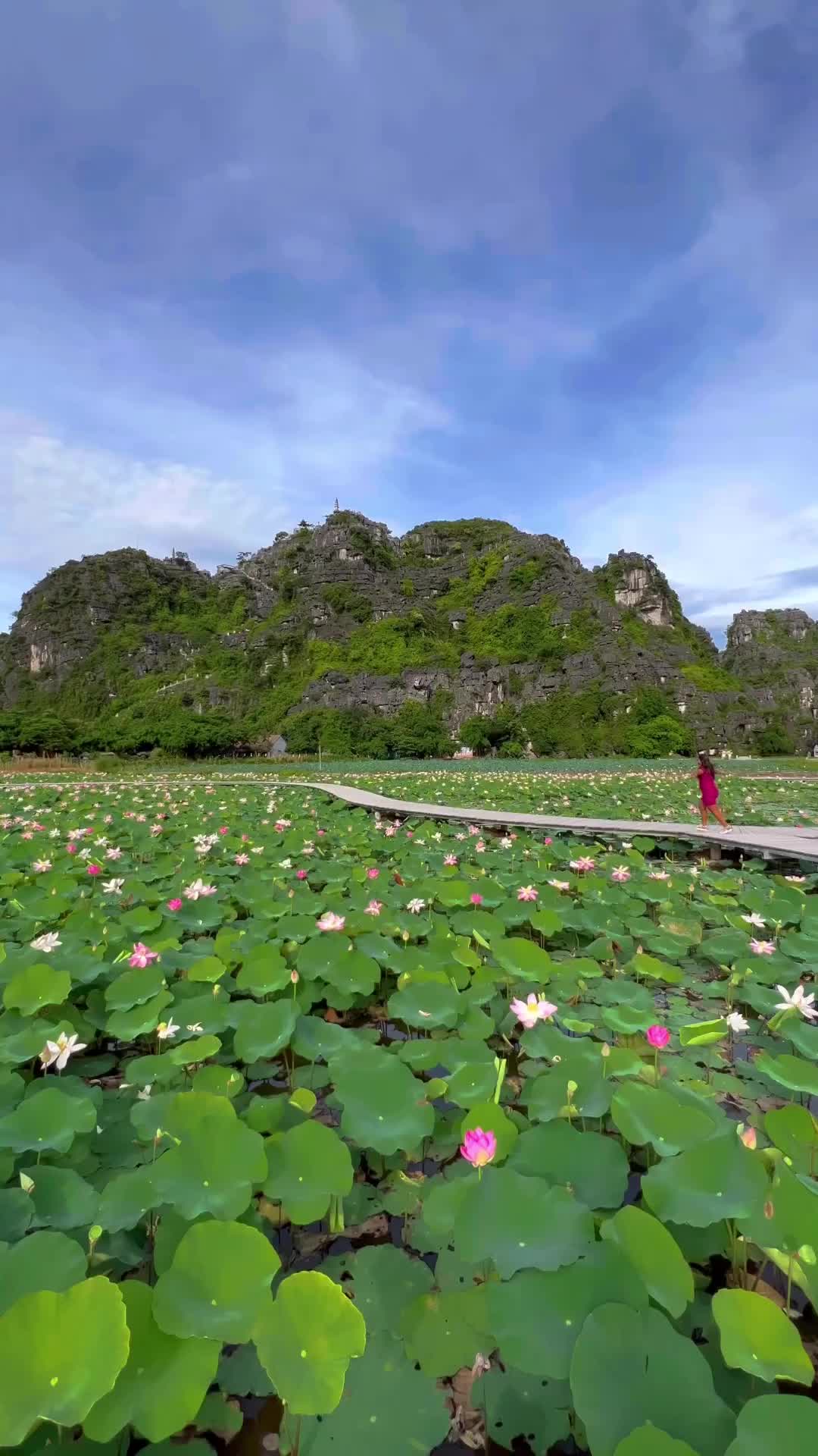 Dreamy Lotus Pond at Mua Caves, Vietnam