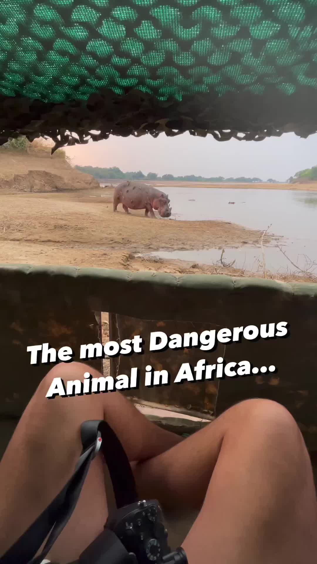 Close Encounter with a Hippo in South Luangwa, Zambia