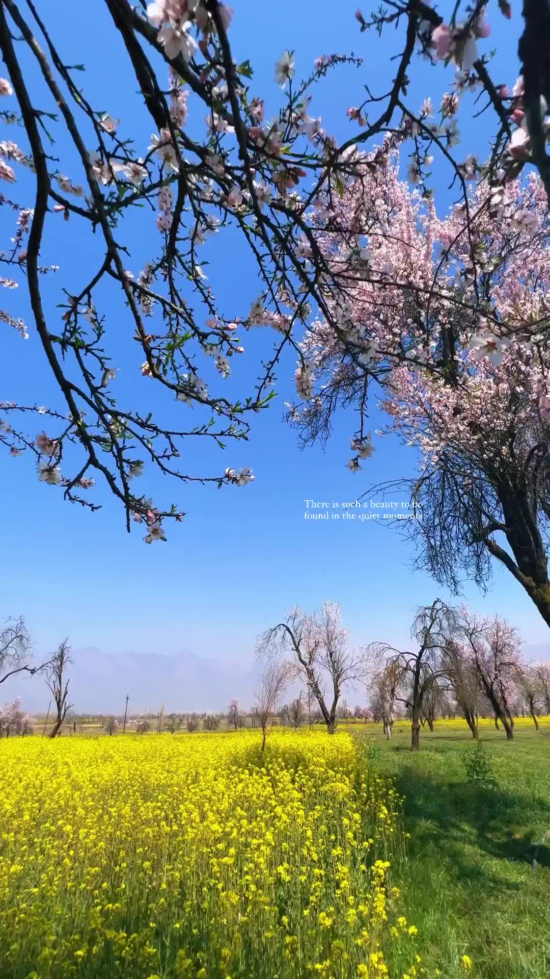 Serenity in Kashmir's Springtime Blossom