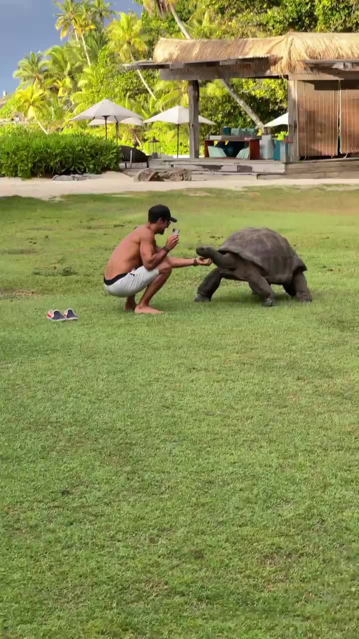 Happy Moment with Tortoise in North Island, Seychelles