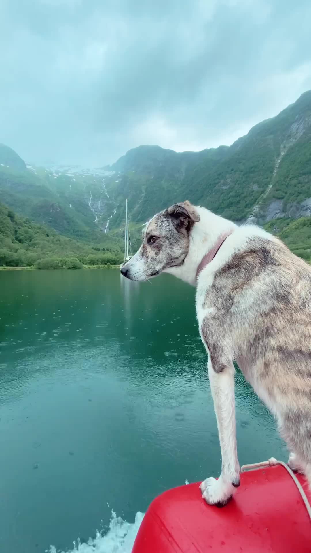 Explore Norway Fjords with Dogs on Dinghy Rides