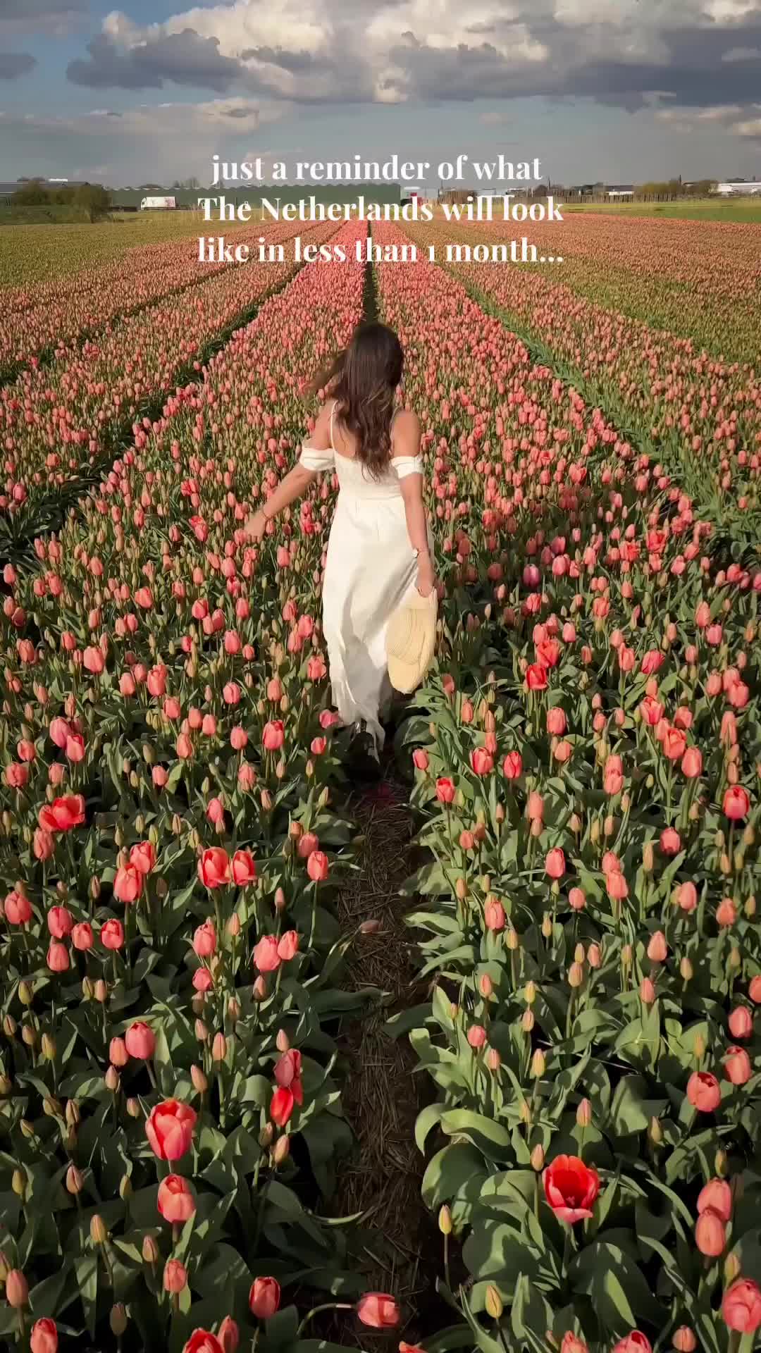 🌷Top Locations for Spring in The Netherlands 👇

📌 SAVE this for Spring in The Netherlands!

Spring is probably the most magical time to visit The Netherlands, mainly due for its famous tulip fields 😍 However, many cities also come to life with beautiful flowers and trees.

Here are the best places in The Netherlands during spring:

💐Lisse (tulip fields + the Keukenhof Gardens)
🌼 Amsterdam
🌷The Tulip Route (Tulpenroute) in Flevoland
🌷Goeree-Overflakkee
🌷The Bulb Area (Bollenstreek)
🌷 Noordwijkerhout (Tulip Experience Amsterdam)
🌷Tulip Fields in Zeeland
🌸 Haarlem
🌹The Hague
🪻Giethoorn
🍃Zaanse Schans
🌸 Kersenbloesempark (Cherry Blossom Park in Amstelveen)

Spring | Netherlands Spring | Tulip Fields | Tulips Netherlands | Holland Spring 

#netherlandstravel #netherlandsspring #springinholland #hollandtulips #hollandtravel #hollandtulipfestival #hollandtulipfields #tulipseason #tulipfields #tulipfestival #netherlandsvacations #visitnetherlands #netherlands_discoverd