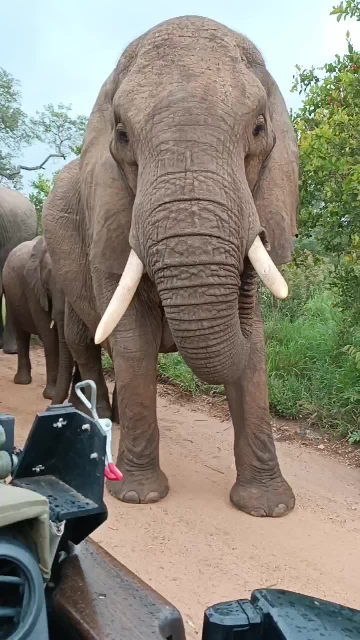 Awe-Inspiring Up-Close Encounter with Elephants