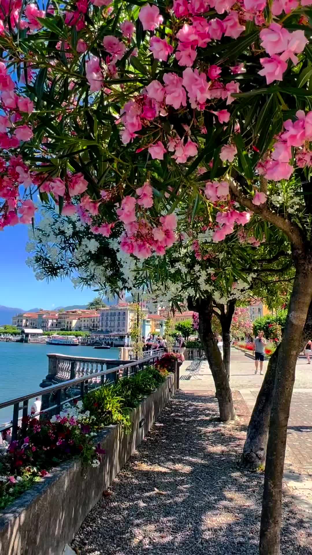 Bellagio in Bloom: Explore Lake Como's Floral Beauty