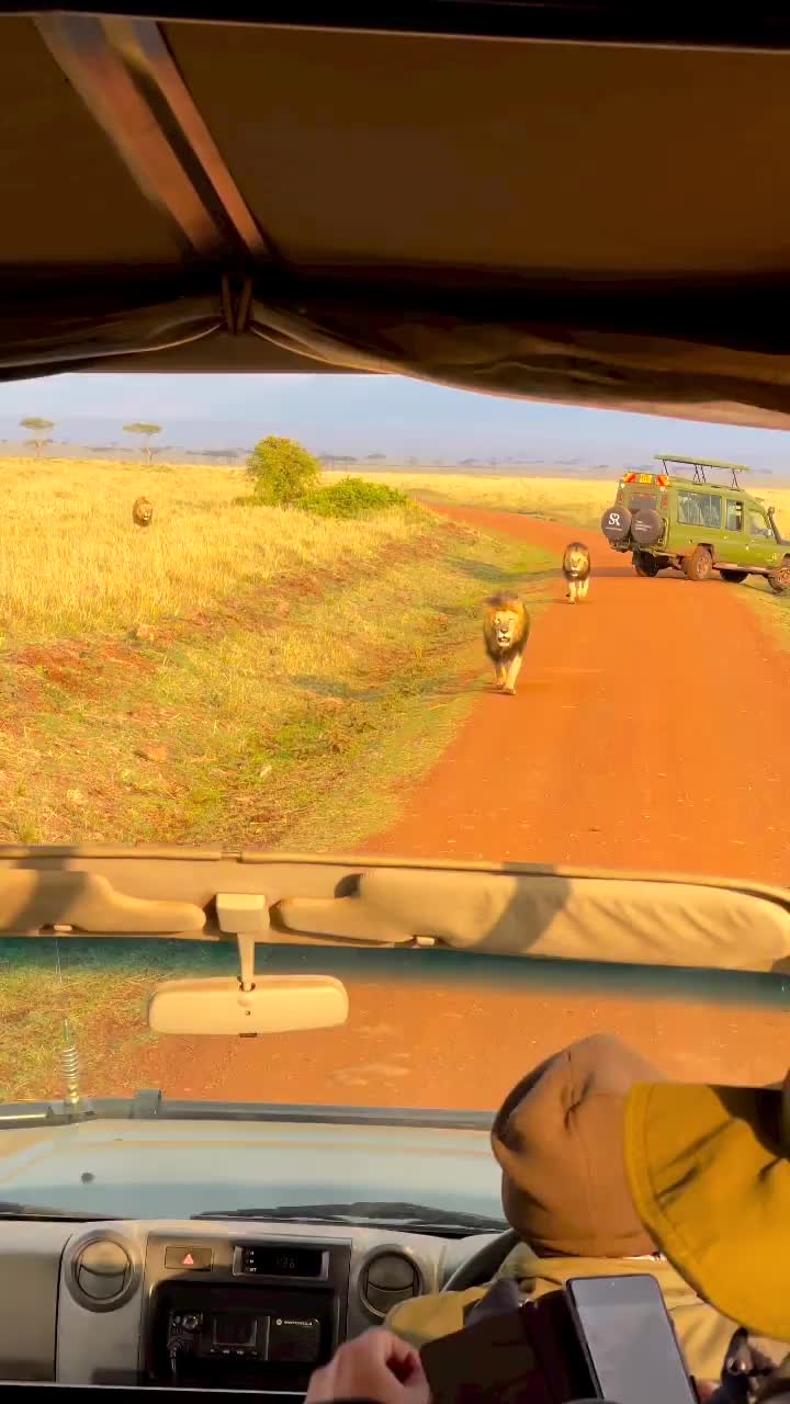 Watch till the end, and have a look at how the male lion “eye balls” me. What an experience! So big, huge male lions in the @maratriangle this morning!

When you get this close, wow, time just seems to stand still!

#TandaAfrikaSafari @tandaafrika

#masaimara #safari #photosafari #lion #serengeti #naturephotography #wildlifephotography #africa #travelgram #naturegram #beautifuldestinations #viralvideo #natgeo #intothewildwithmarlon #marlondutoit