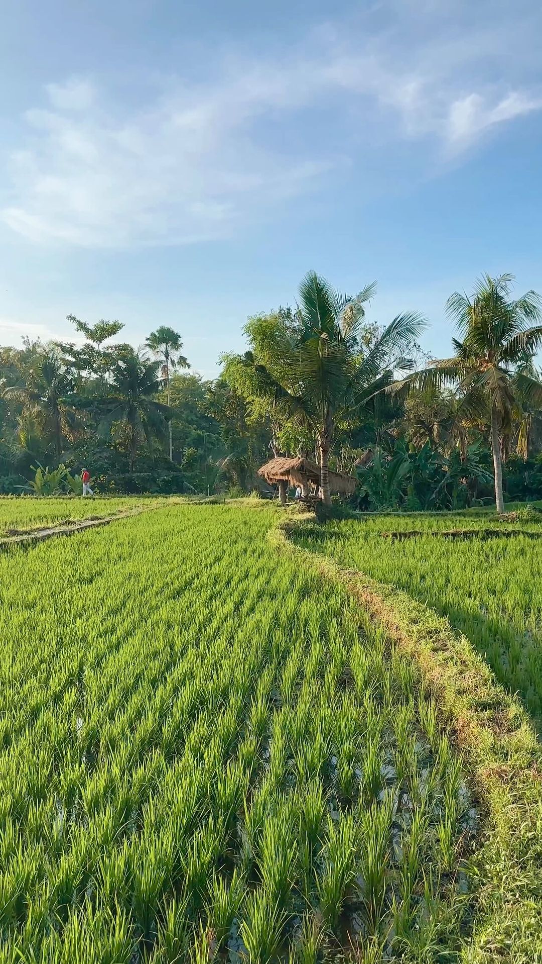 14 Days of Bali Exploration