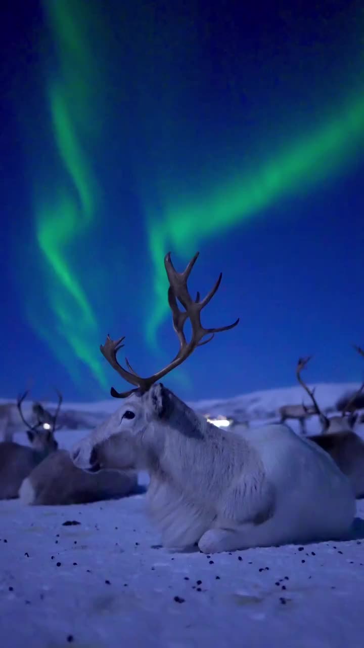 Frozen Planet: Reindeer Under Northern Lights in Norway