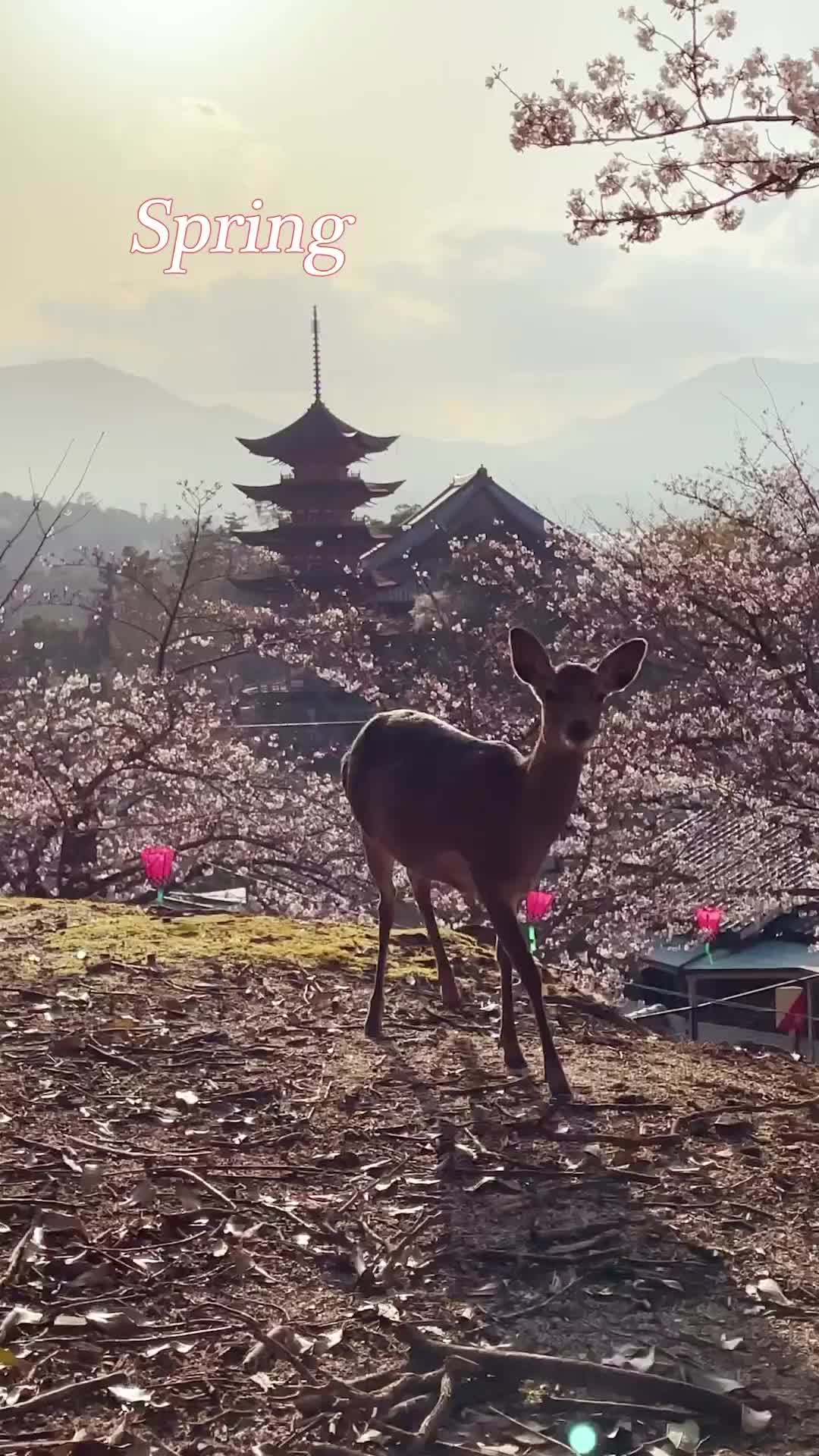 Miyajima Cherry Blossoms in Full Bloom - March's Beauty