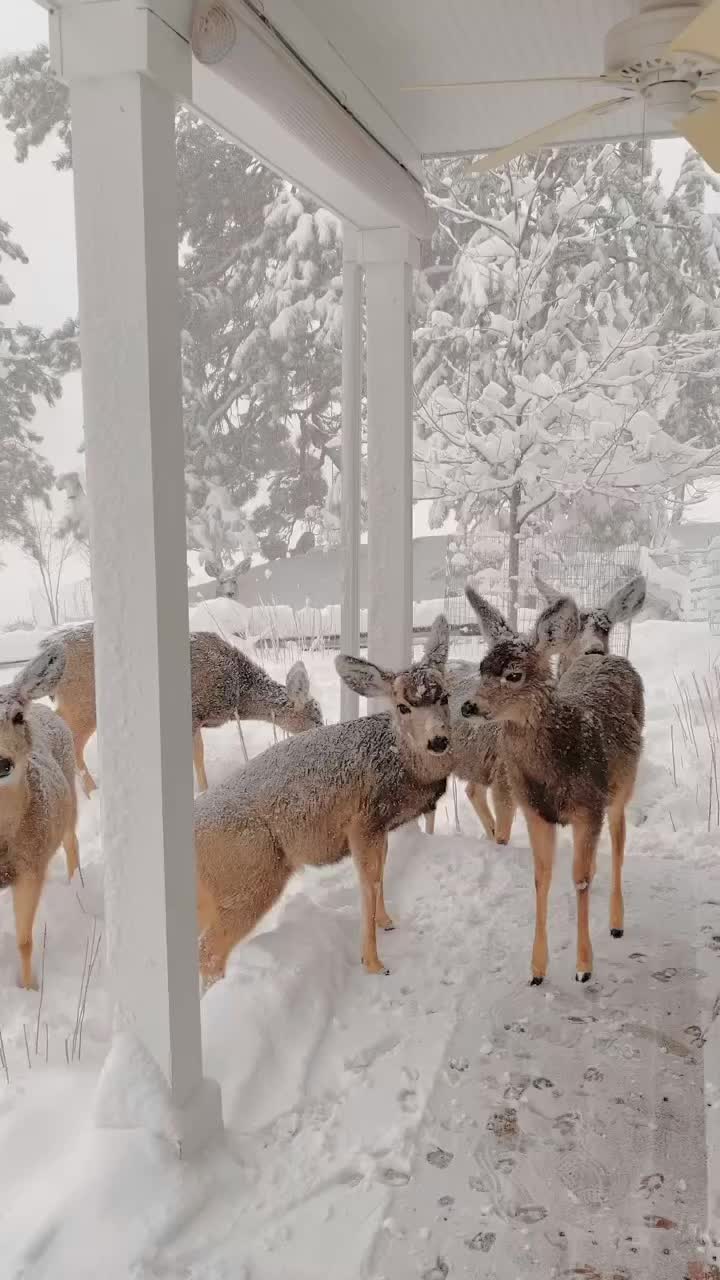 Magical Snow Days at Deer Mountain ⛄️✨