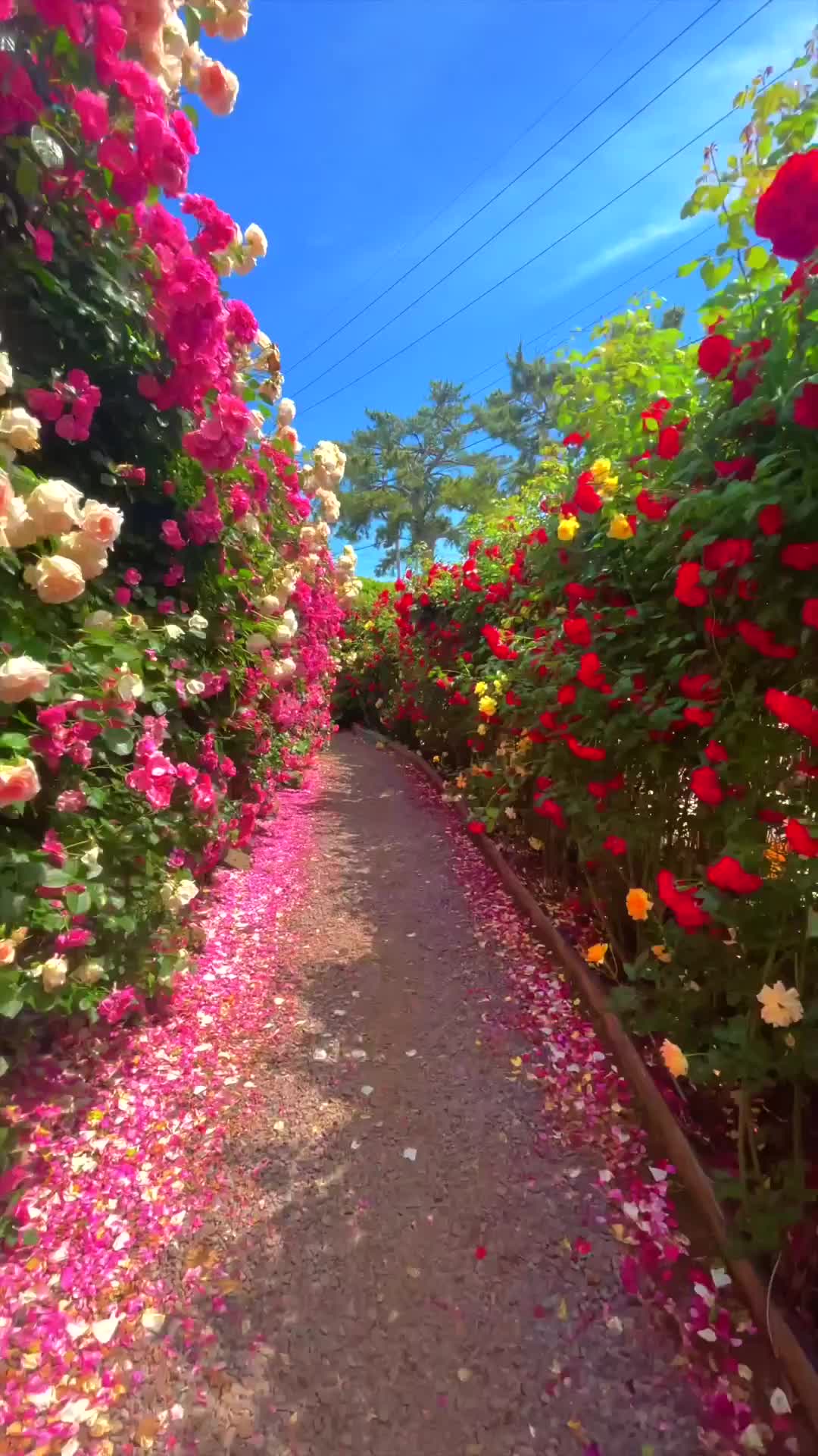 Must-Visit Rose Spots in Jeju This May!