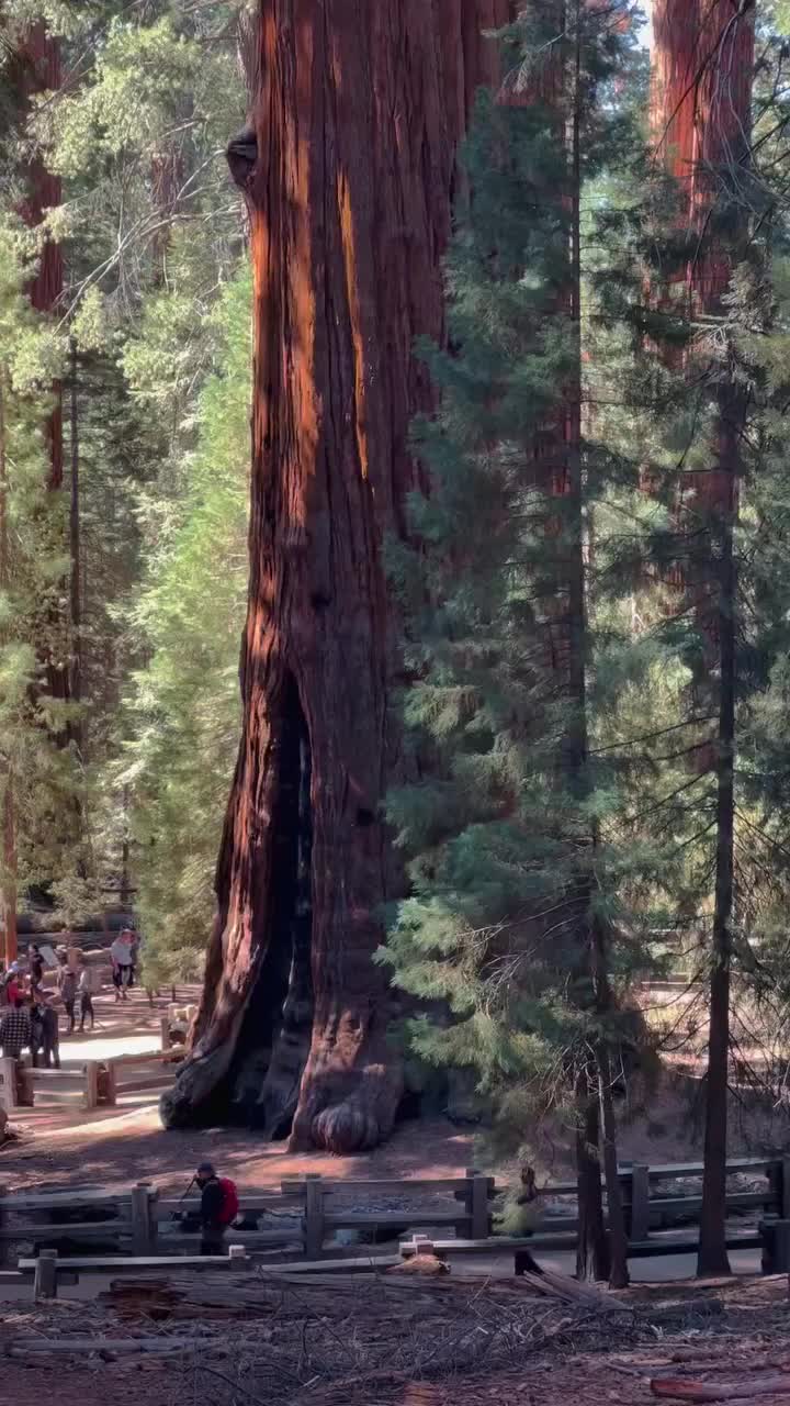 Discover the Majestic General Sherman Tree