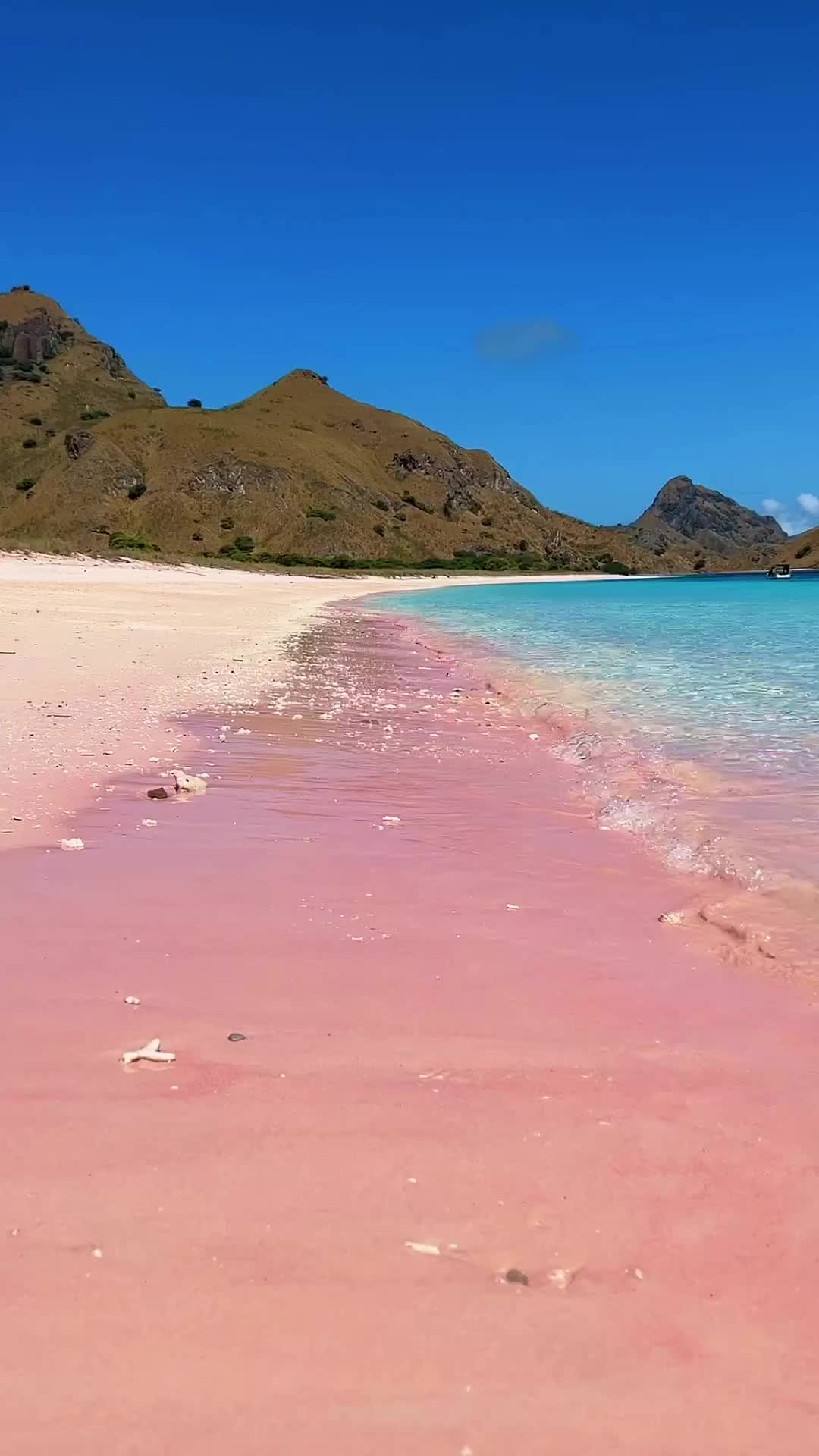 Pink beach, Komodo Island 🏝️ 
.
.
.

 
So what makes the sand pink? 
When the tiny fragments of red coral combine with the white sands produces the soft pink color. 
 
Tag someone you are taking here ✨
 
 
 
 
#komodo #pinkbeach #beautifuldestinations #wonderfulindonesia #wonderfulplaces #reelsinstagram