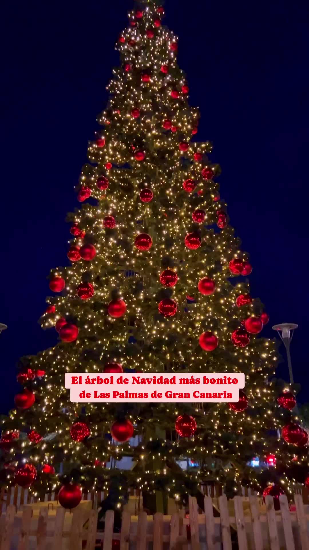 Enormous Christmas Tree in Vegueta, Las Palmas 🎄