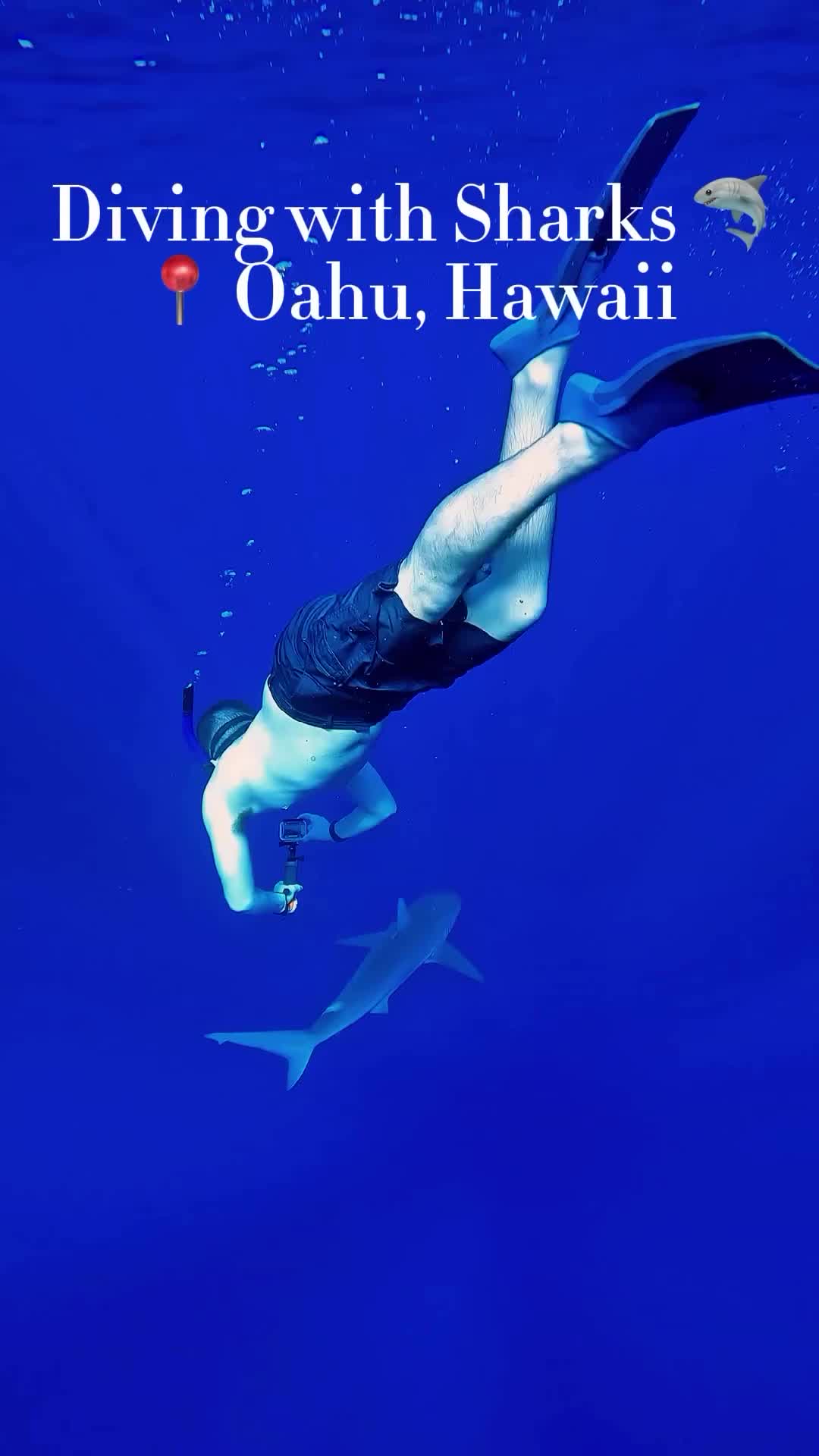 Cage-Free Shark Dive Adventure in Oahu, Hawaii