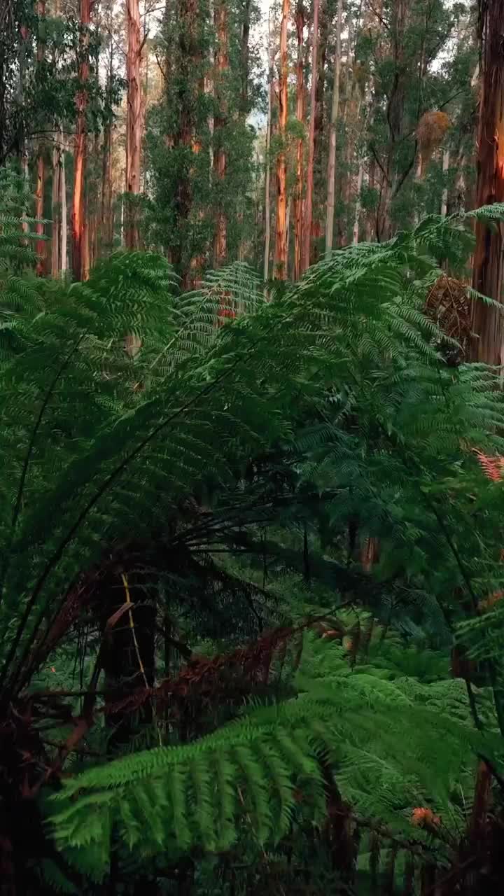 Discover Tranquil Ferns in Black Spur - Yarra Ranges