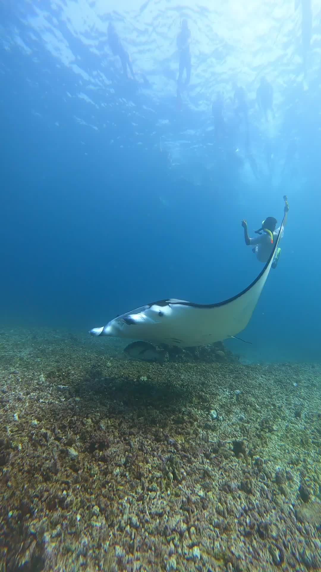 Swim with Friendly Manta Rays at Komodo Island
