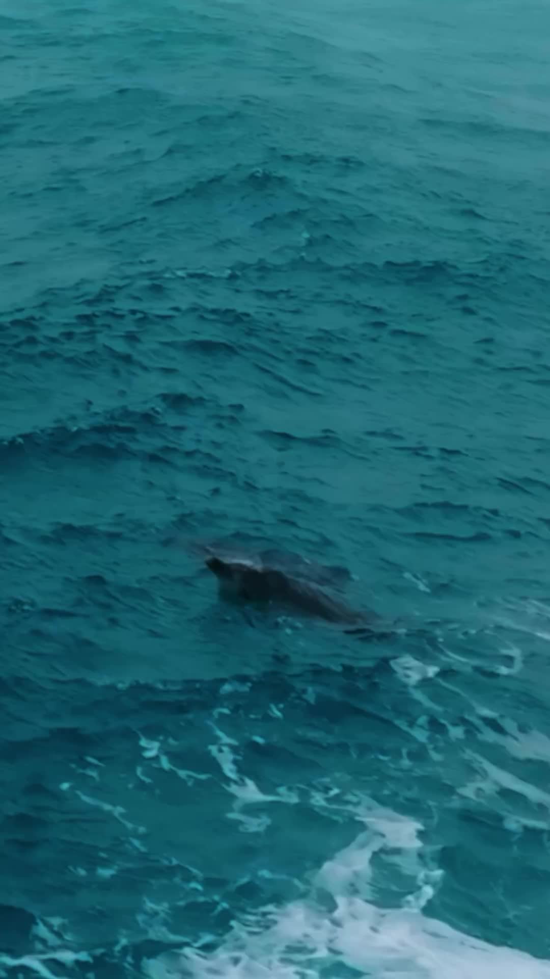 Synchronised Dolphin Launch in Esperance, Australia