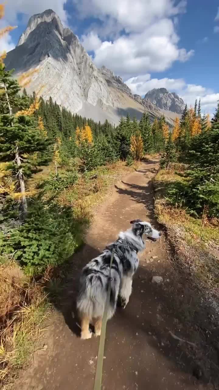 Magical Fall Hike with Dog in Banff National Park