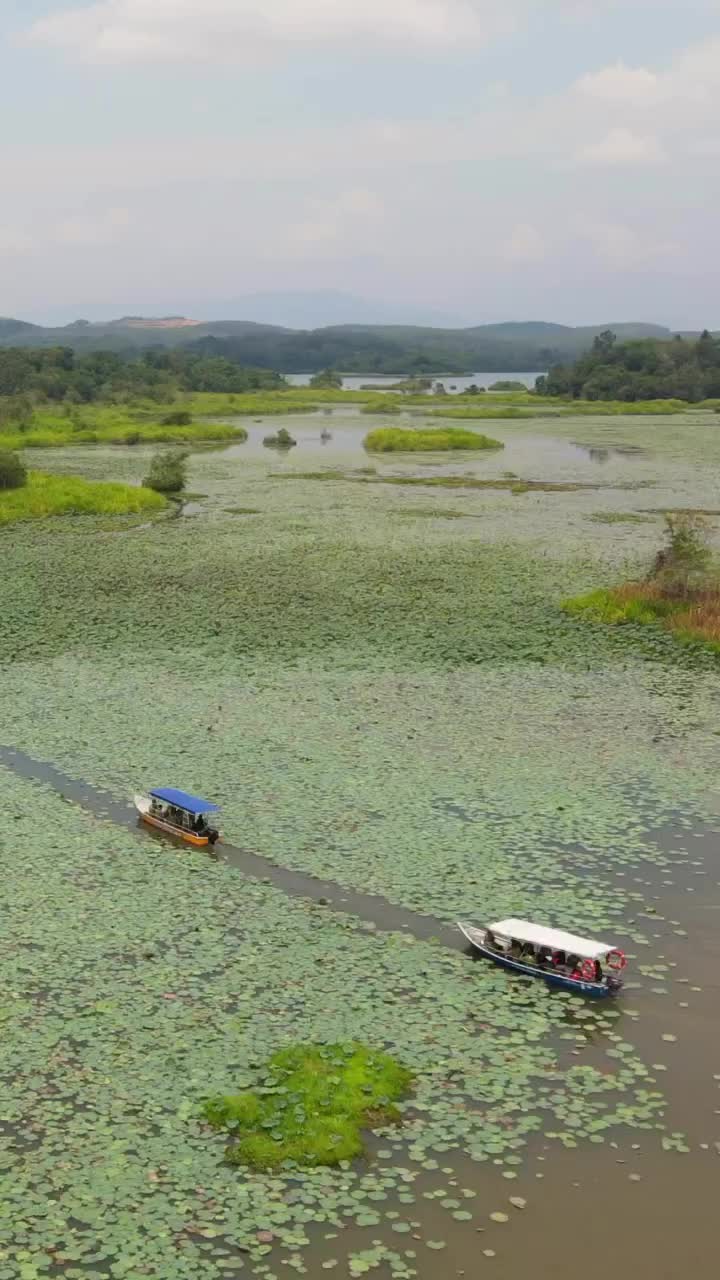 The Amazon of Tasik Raban: Discover Nature's Beauty