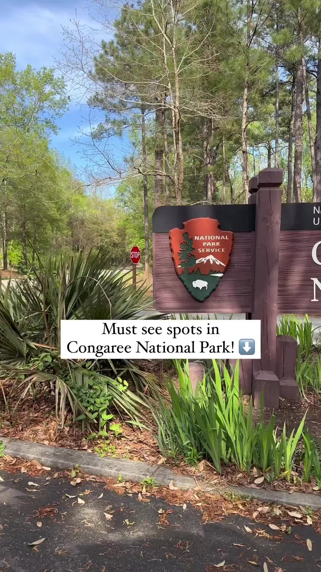 Discover Congaree National Park: Oldest Forest in the USA