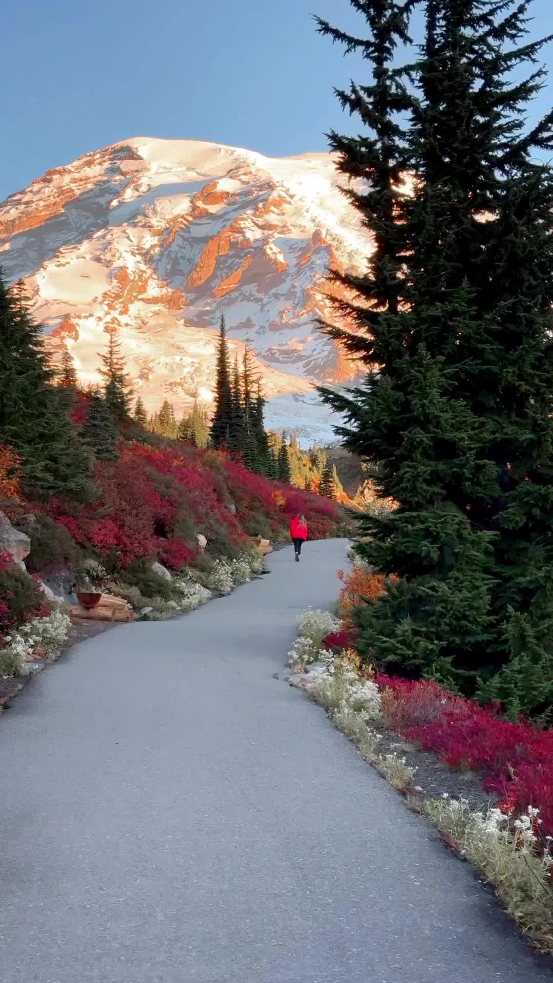 Discover Paradise at Mt Rainier National Park 🌄
