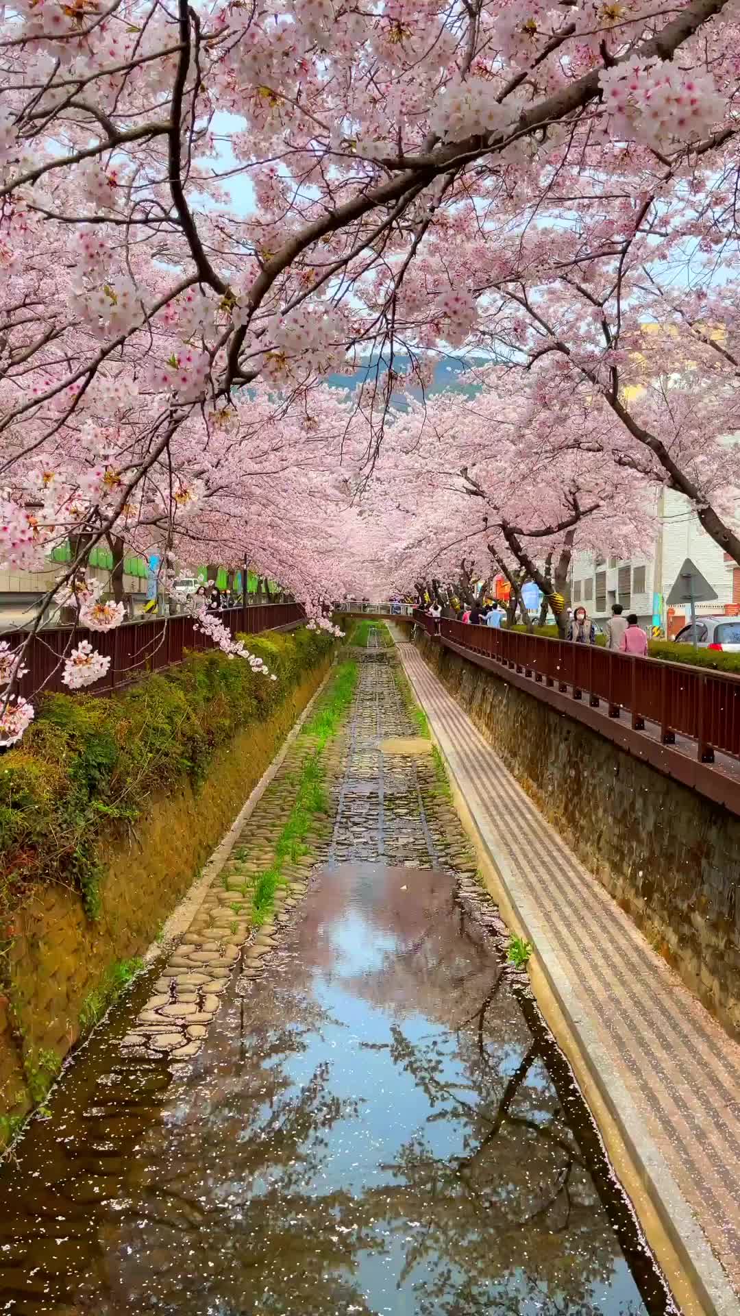 Jinhae Cherry Blossom Festival 2023 🌸 360,000 Trees in Bloom