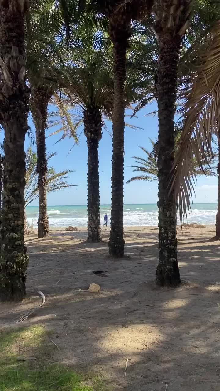 Under the Palm Trees in Torremolinos, Spain