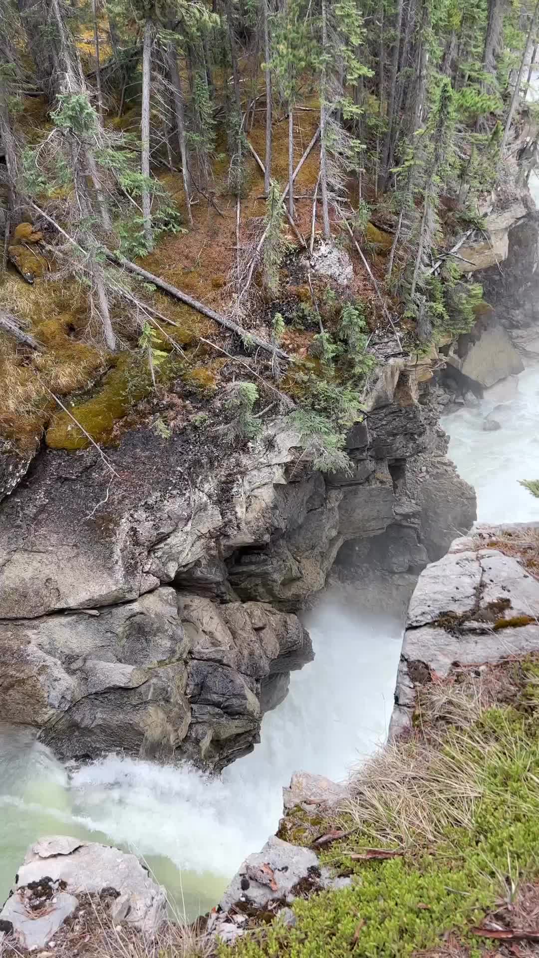 Sunwapta Falls Hike: A Scenic 2-Mile Adventure 🌲