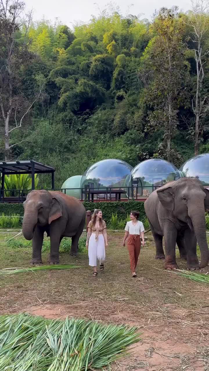 Stay in Jungle Bubbles at Anantara Golden Triangle 🐘