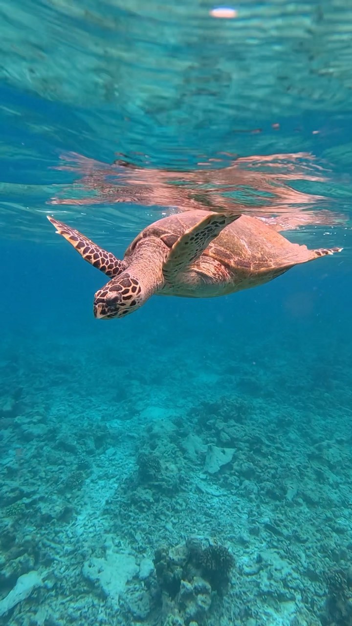 #turtletuesday 
.
.
@oceanfanaticsreethibeach 
@reethibeachresort 
.
.
#turtle #hawksbillturtle #underwater #padi #paditv #ocean #sea #sealife #gopro #maldives #visitmaldives