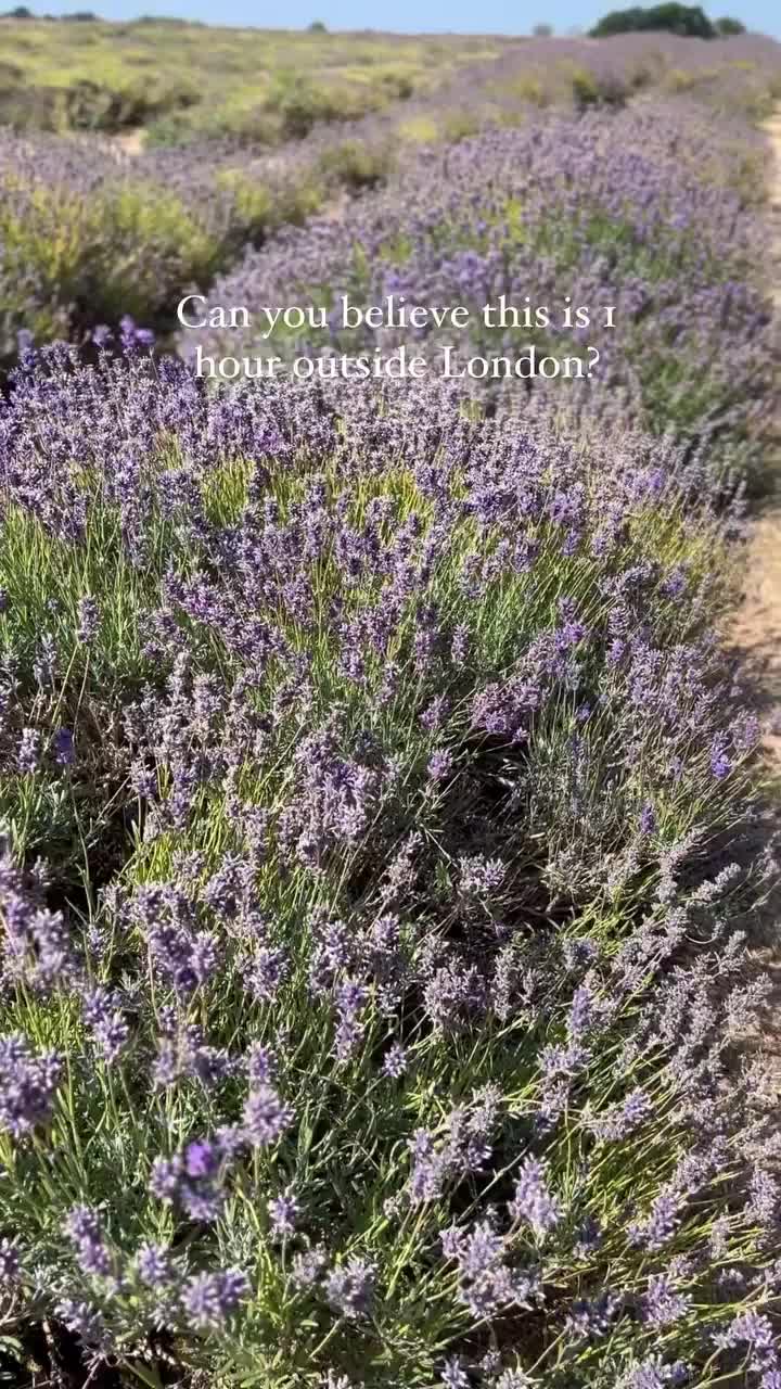 Explore Mayfield Lavender Farm Near London