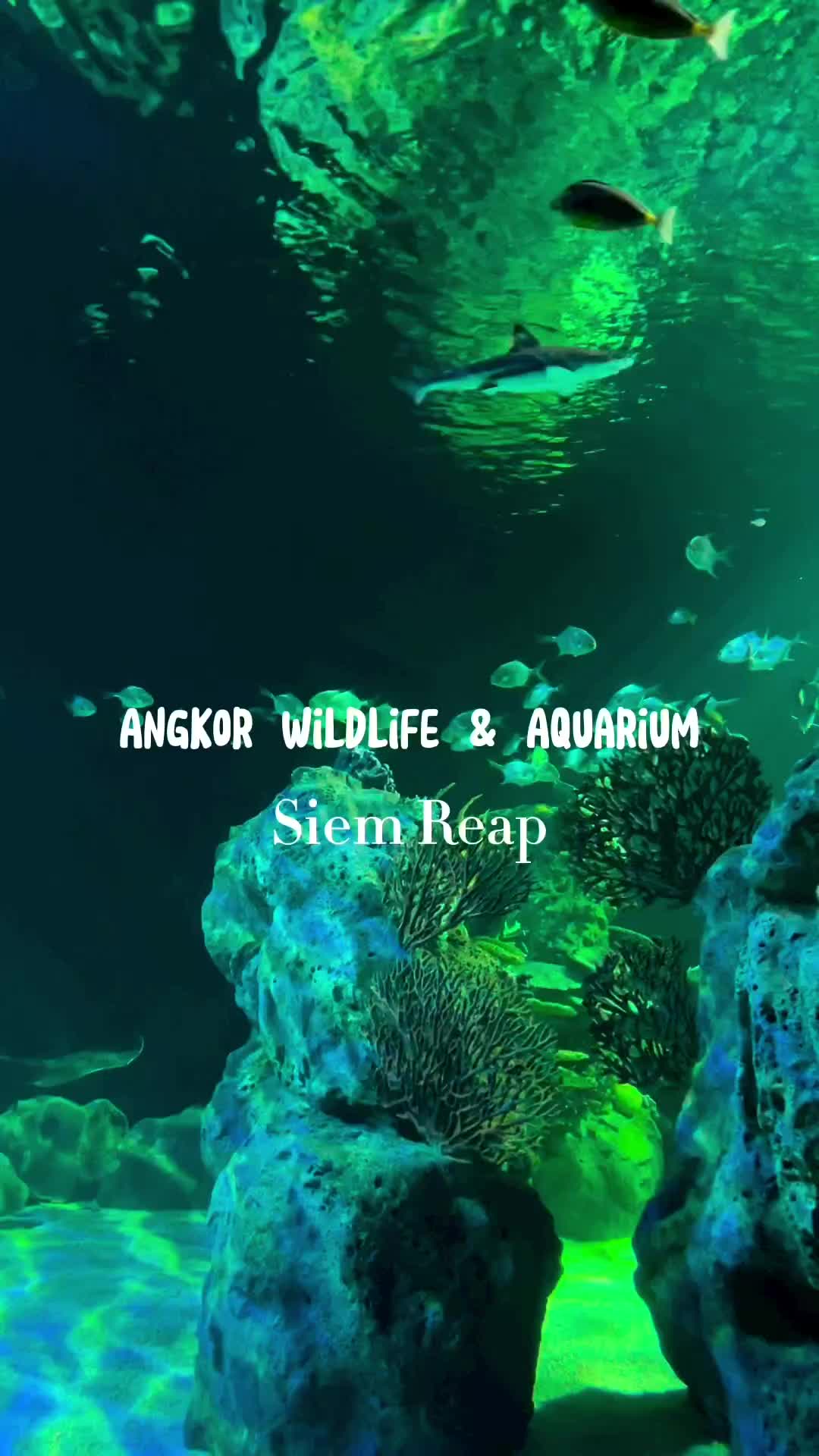 Discover Cambodia's Largest Wildlife Aquarium in Siem Reap