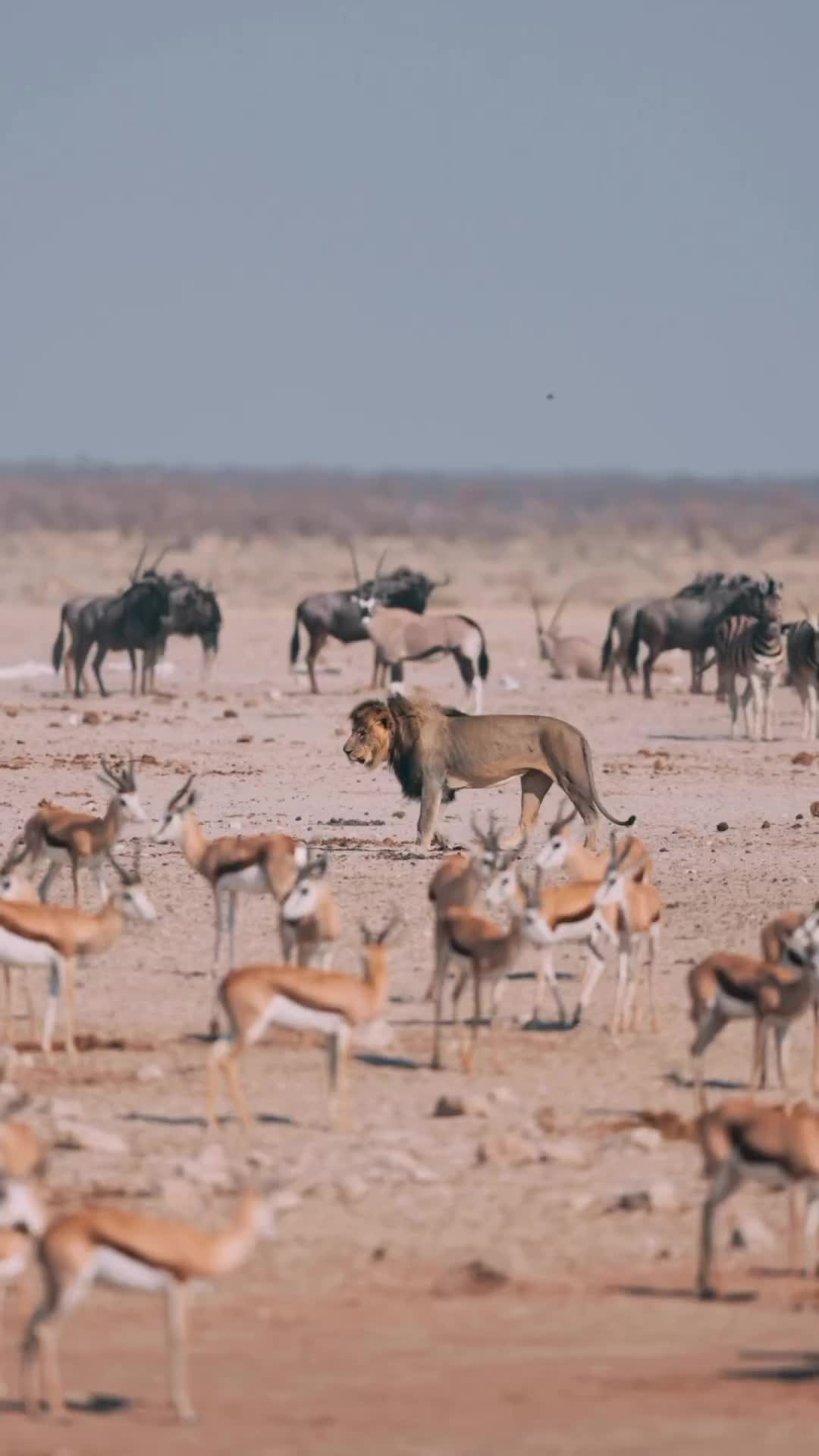 Namibia Safari: Land of the Big Cats in Krumneck