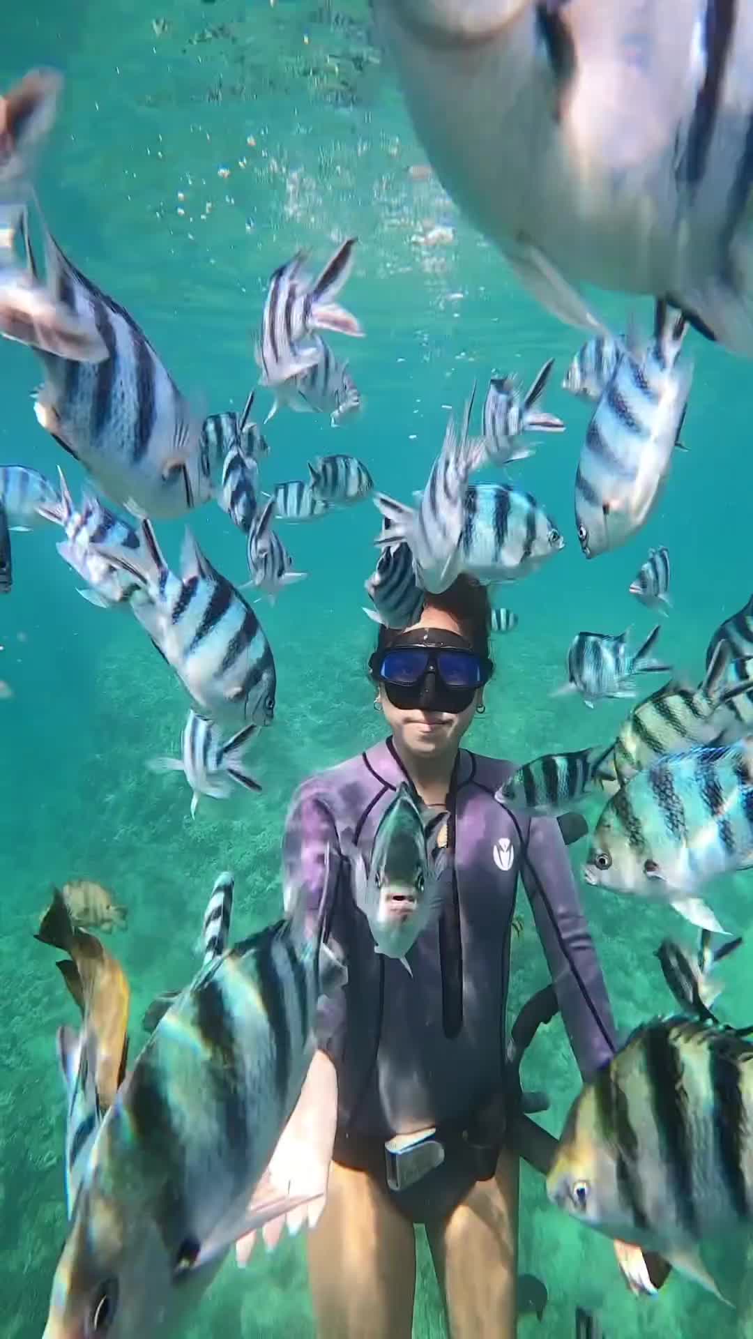 Dive with Senpai in Okinawa's Marine Paradise