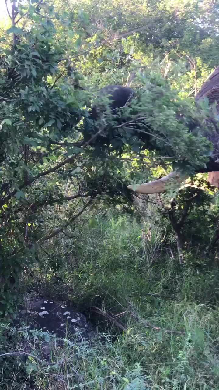 Up Close with Lions: An African Savanna Adventure