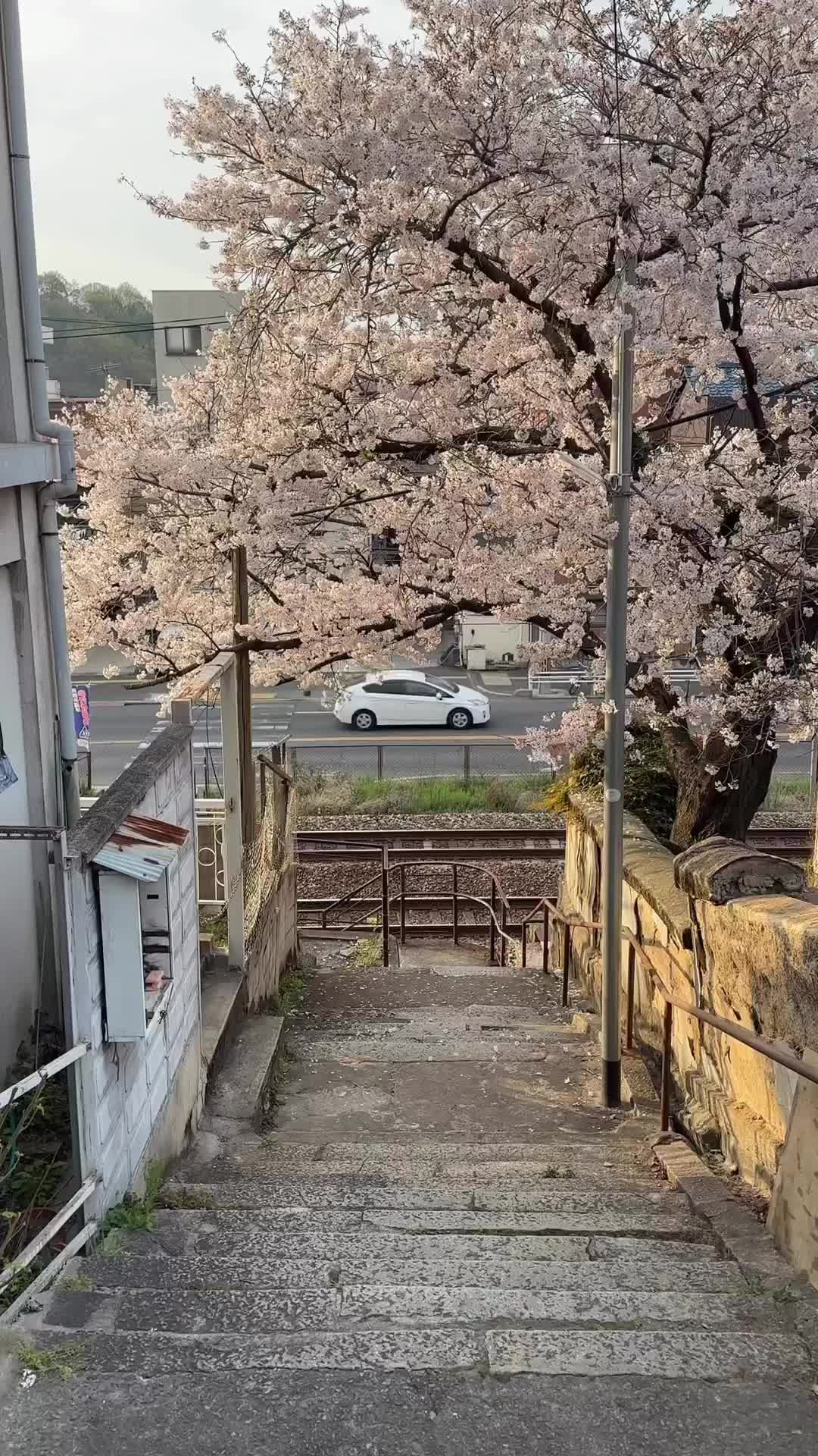 Cherry Blossoms and Train in Onomichi, Japan