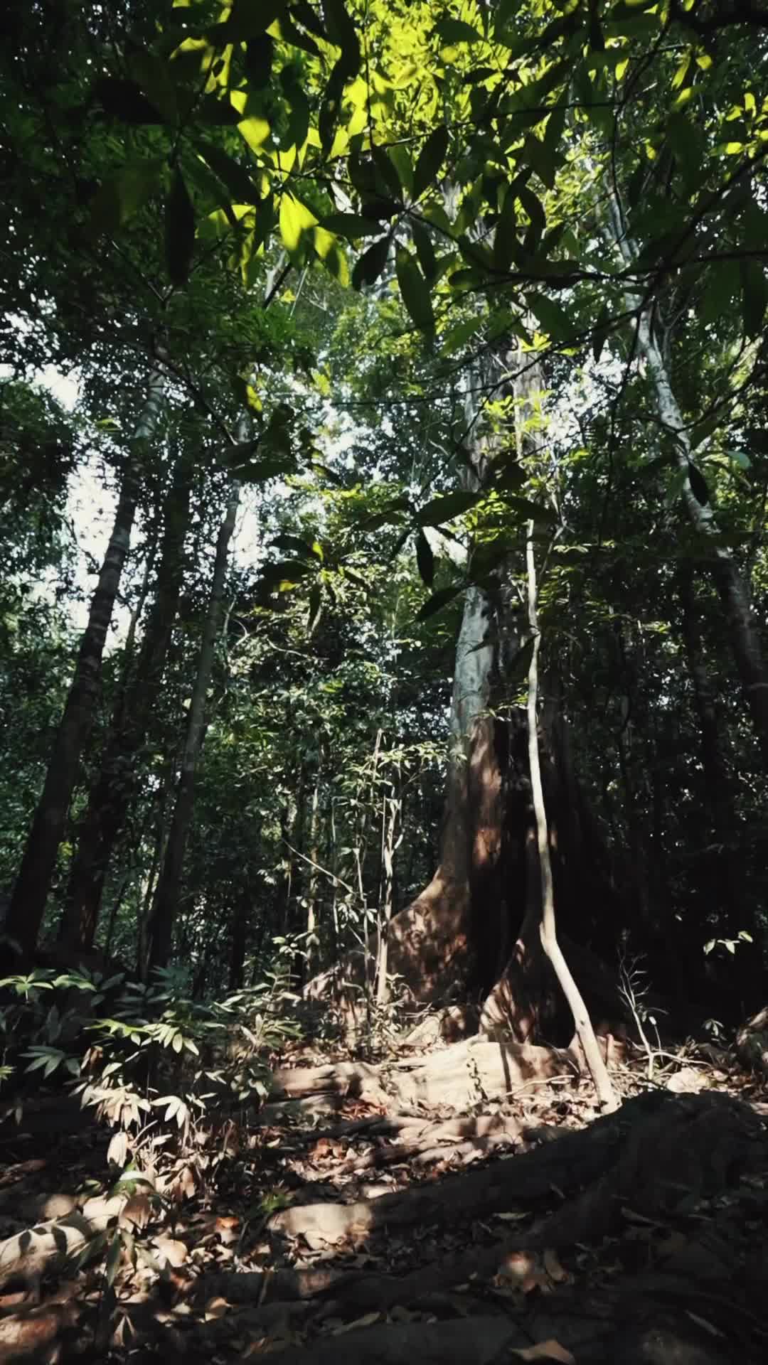 É impossível descrever. 
Em sua força e majestade das suas bases e raizes. Em sua ancestralidade falam por sussurros e ensinam a verdadeira essência. O choro vem. E os pés na terra não não se separam, mas se faz parte das folhas e insumos terrosos. E ao fechar os olhos as respiração se alinha com o mover dos galhos. O momento se faz árvore. 

Um conjunto de árvores Macucu, na região próxima à comunidades em Novo Airão. Especial demais para mensurar em caracteres. Só se faz sentir. ✨

O que te remete esse demonstrar? 

🎥 @faysonmerege