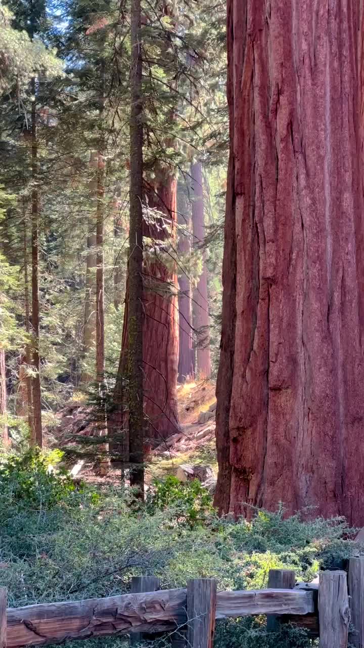 A Day in Sequoia National Park: Explore Nature's Giants