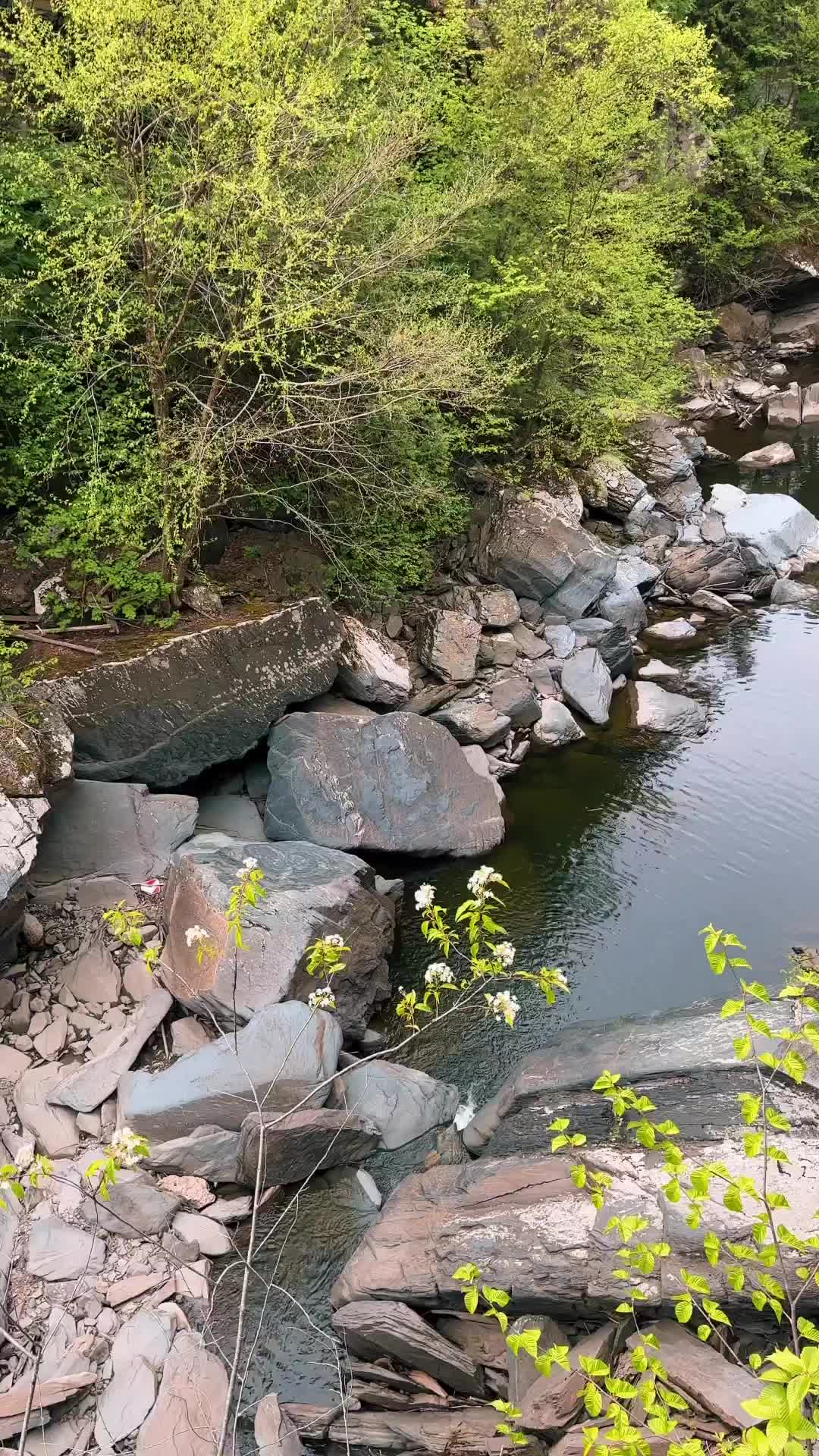 Peaceful Walk Through Foresta Lumina, Quebec