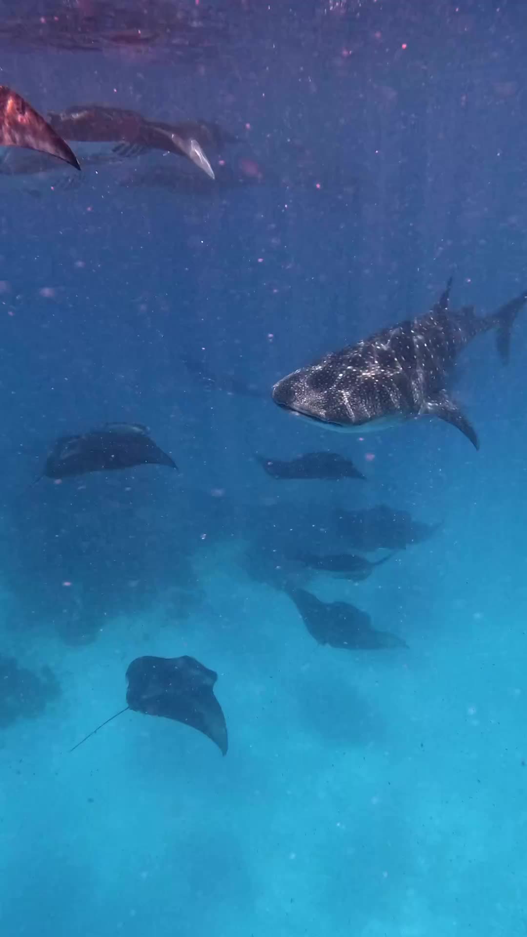 Explore Hanifaru Bay: Manta Rays & Whale Sharks Adventure