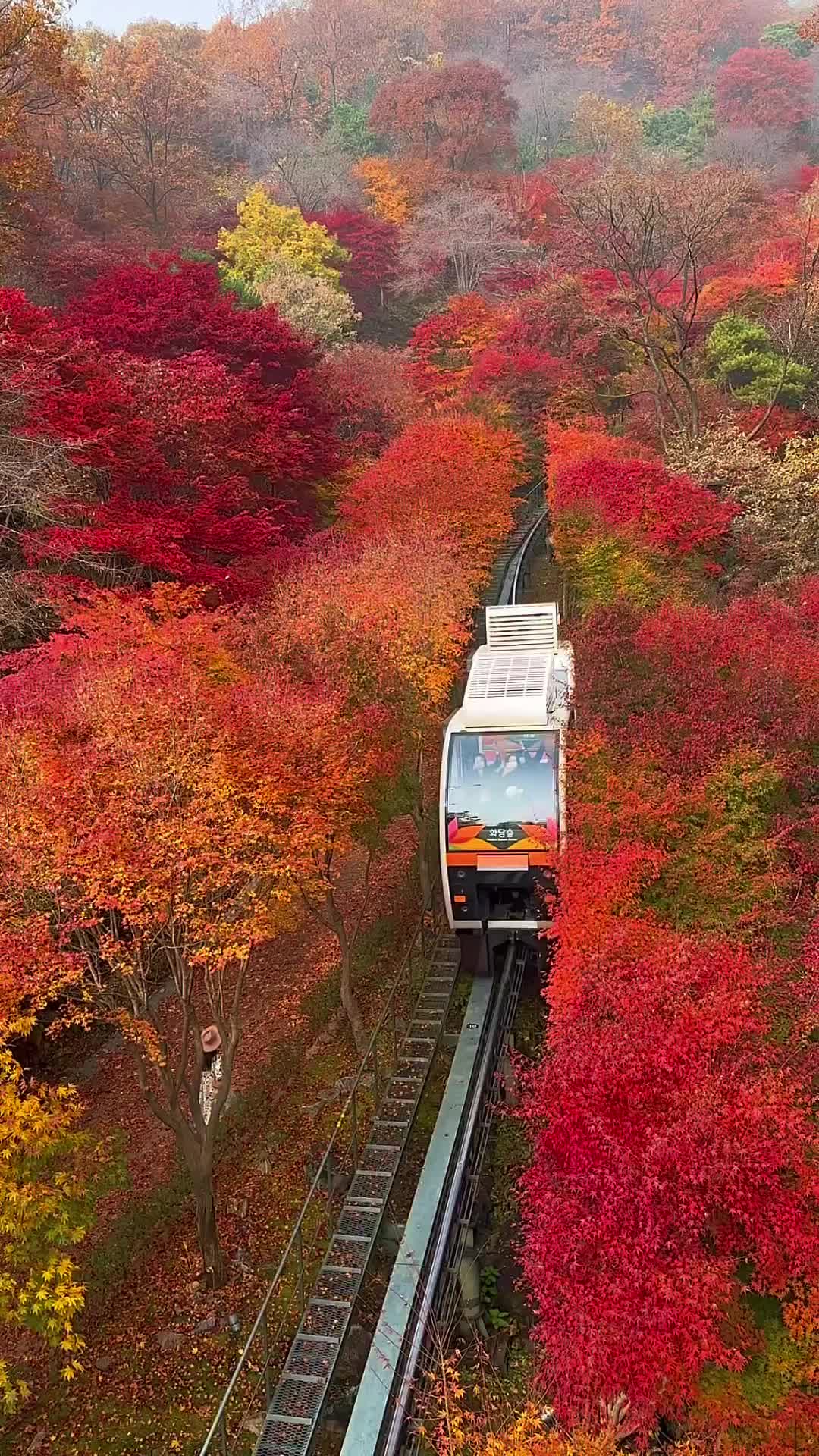 Plan to visit 🇰🇷 in Fall? SAVE + READ ⬇️ 

1️⃣Foreign visitors don’t need to prebook tickets online for visiting Hwadam Botanic Garden (Hwadamsup).

2️⃣Arriving early at around 9 am on-site allows you to obtain same-day entry tickets, and you might need to show your passport. If you prefer booking in advance, you’ll need a local Korean phone number, and the tickets will be sent to that number two hours before entry. The booking system for both entry tickets and monorail will be available at 1pm, Sept 20!! 

3️⃣Monorail tickets can’t be reserved for foreigners also and must be purchased from the ticket office. It’s a good idea to reserve the Monorail as your first step. While you are waiting for  the Monorail, there are plenty of photo spots around and also a beautiful cafe you can spend some time.

4️⃣You can choose different monorail sections. We took the full ride, but you can stop at platform 2 or 3 and enjoy a leisurely walk back, which might take around 45 mins to 2 hours.

5️⃣Hwadamsup is accessible by public transportation, with Gonjiam being the nearest train station. You can take a taxi from there, and the journey takes roughly 1 hour and 30 minutes from Seoul.

6️⃣If you’re looking for peak fall foliage, the first week of November is the ideal time to visit. 🍁 (tickets available from Oct 20 - Nov 12)

_________________________________________
Follow @wisteria_voyage for more travel tips & hidden gems 💎 #koreatravel #traveltips #seoul #seoulkorea #seoultravel #seoulwalker  #welivetoexplore #seoullovers #seoulstagram #전시회추천 #전시추천 #전시 #전시스타그럼 #전시회스타그램 #전시회관람 #서울데이트  #서울 #화담숲 #화담숲모노레일 #화담숲모노레일 #서울근교나들이 #단풍명소