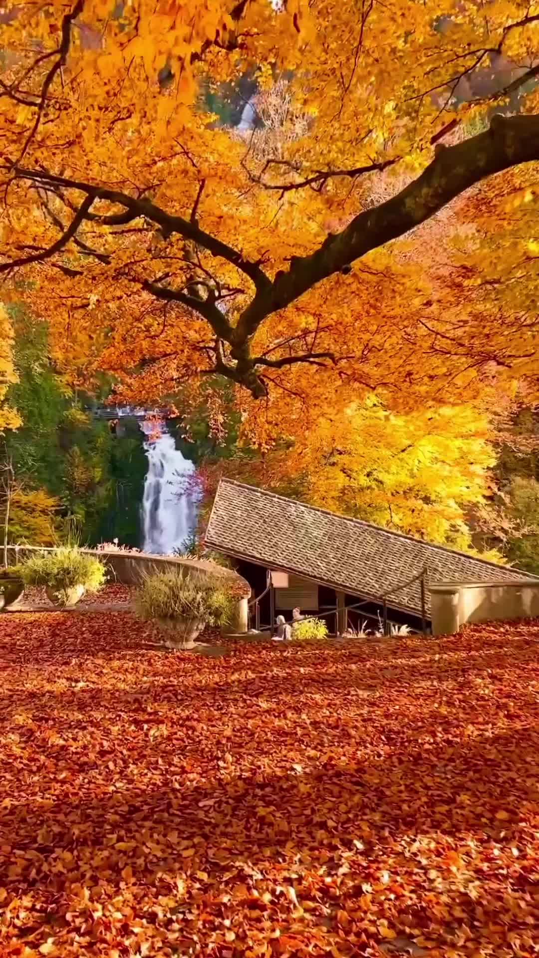Autumn Bliss at Giessbach Waterfall, Brienz 🍂😍