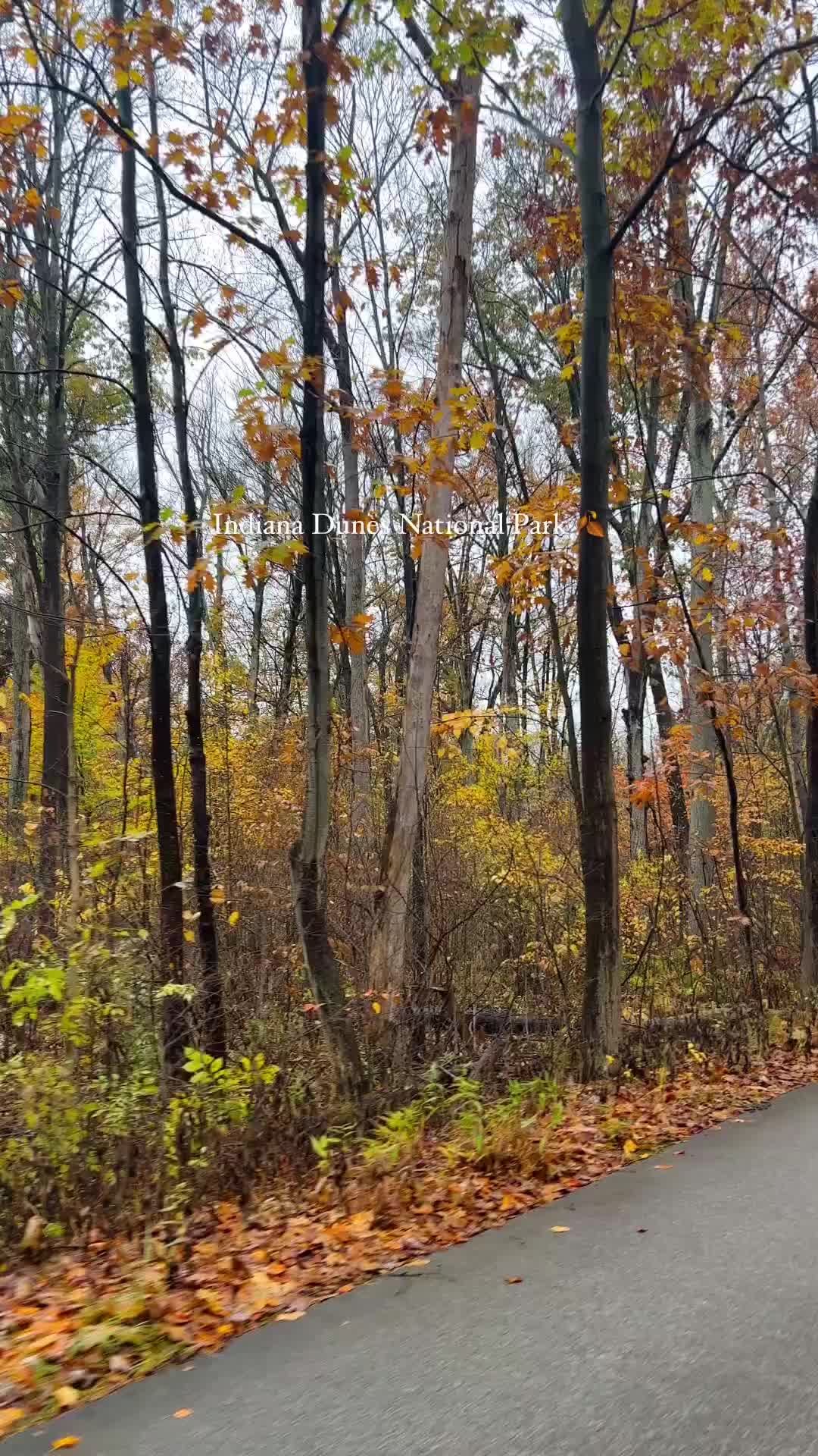 Indiana Dunes National Park, Indiana 🍂

📍Indiana Dunes Visitor Center 
📍Dune ridge trail (0.7 miles) 
📍Portage lake front and river walk
.
.
.
#indianadunesnationalpark #indianadunes #indiana #20thstatevisited #16thnationalpark #sanddubes #october2023 #fall2023 #daytriptoindianadunes

(29th October, 2023)