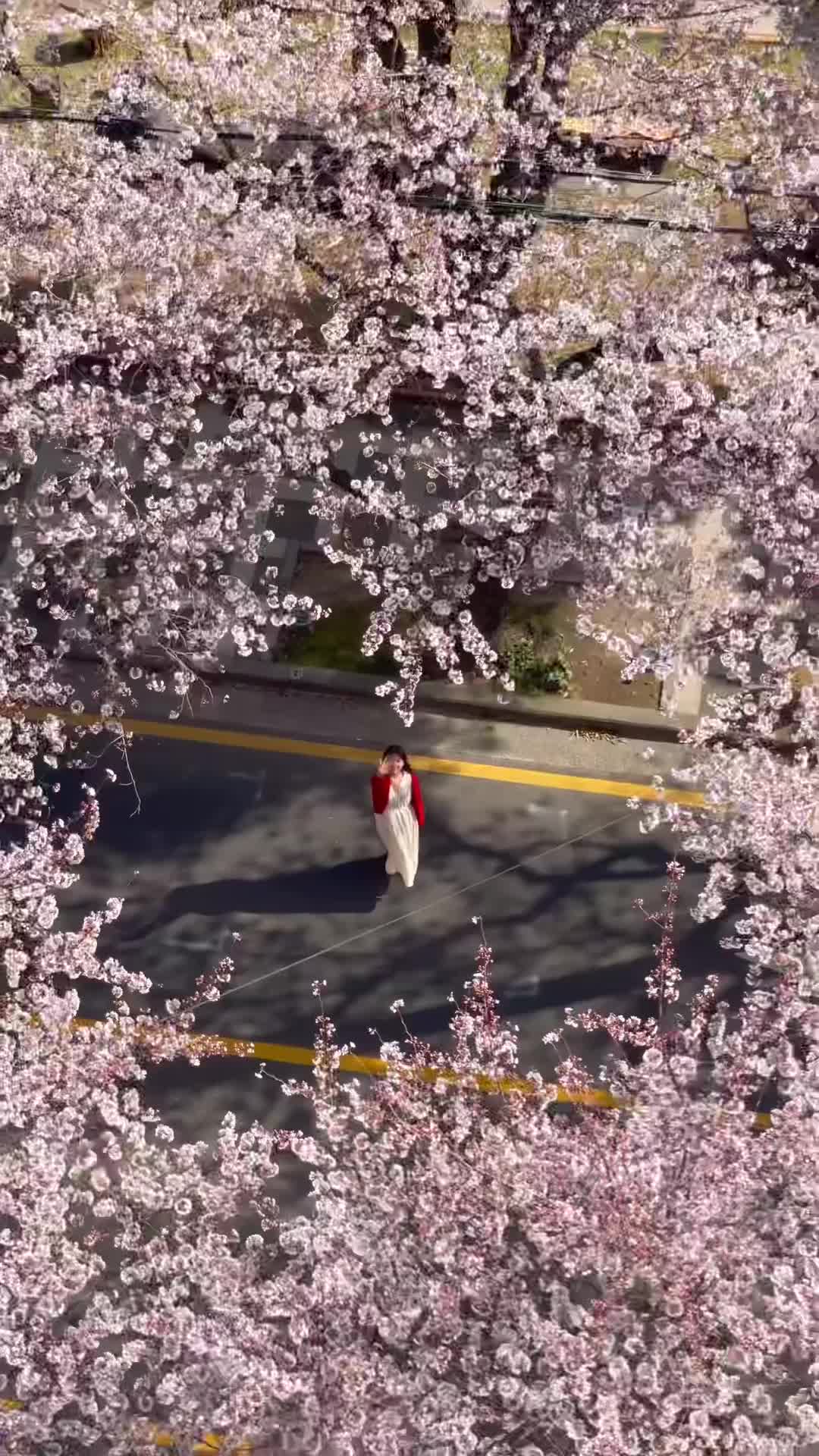 Cherry Blossom Festival in Jeju City - A Spring Wonderland