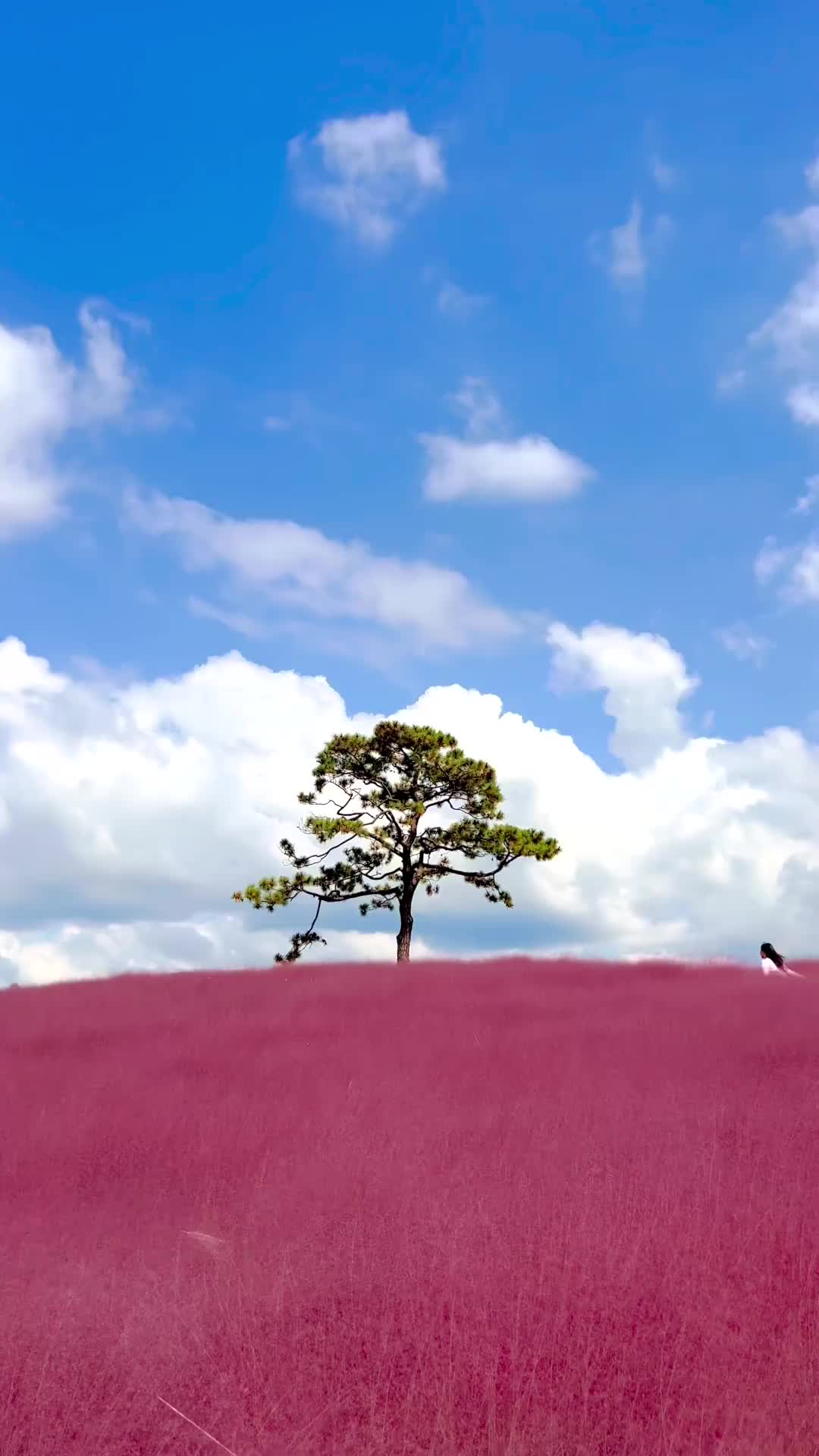 Pink Blossoms at Anseong Farmland – A Fairy Tale Spot